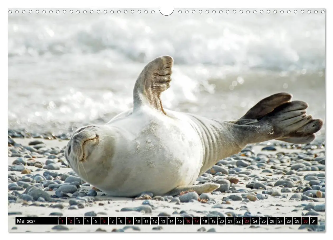 Bild: 9783569894860 | Robben an der Nordsee (Wandkalender 2027 DIN A3 quer), CALVENDO...