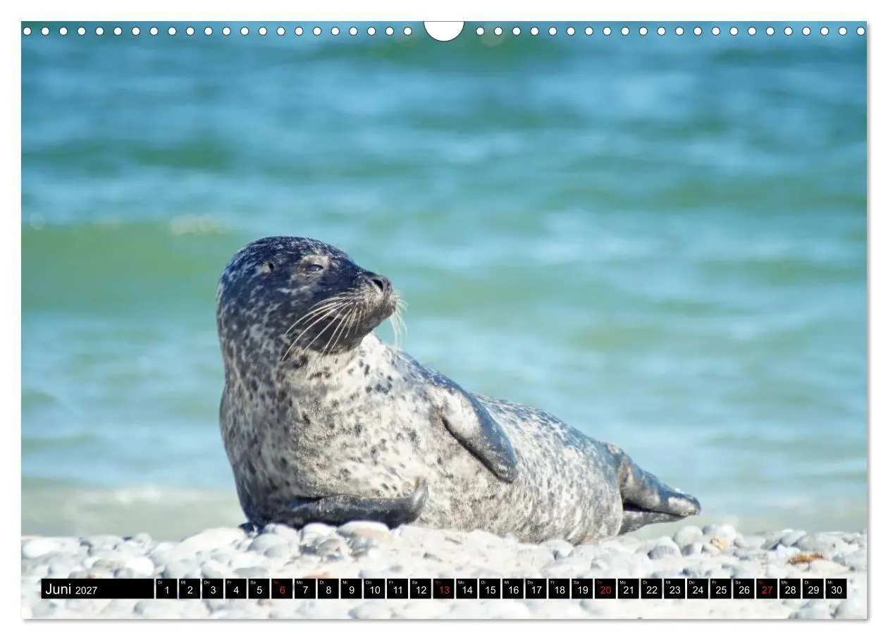 Bild: 9783569894860 | Robben an der Nordsee (Wandkalender 2027 DIN A3 quer), CALVENDO...