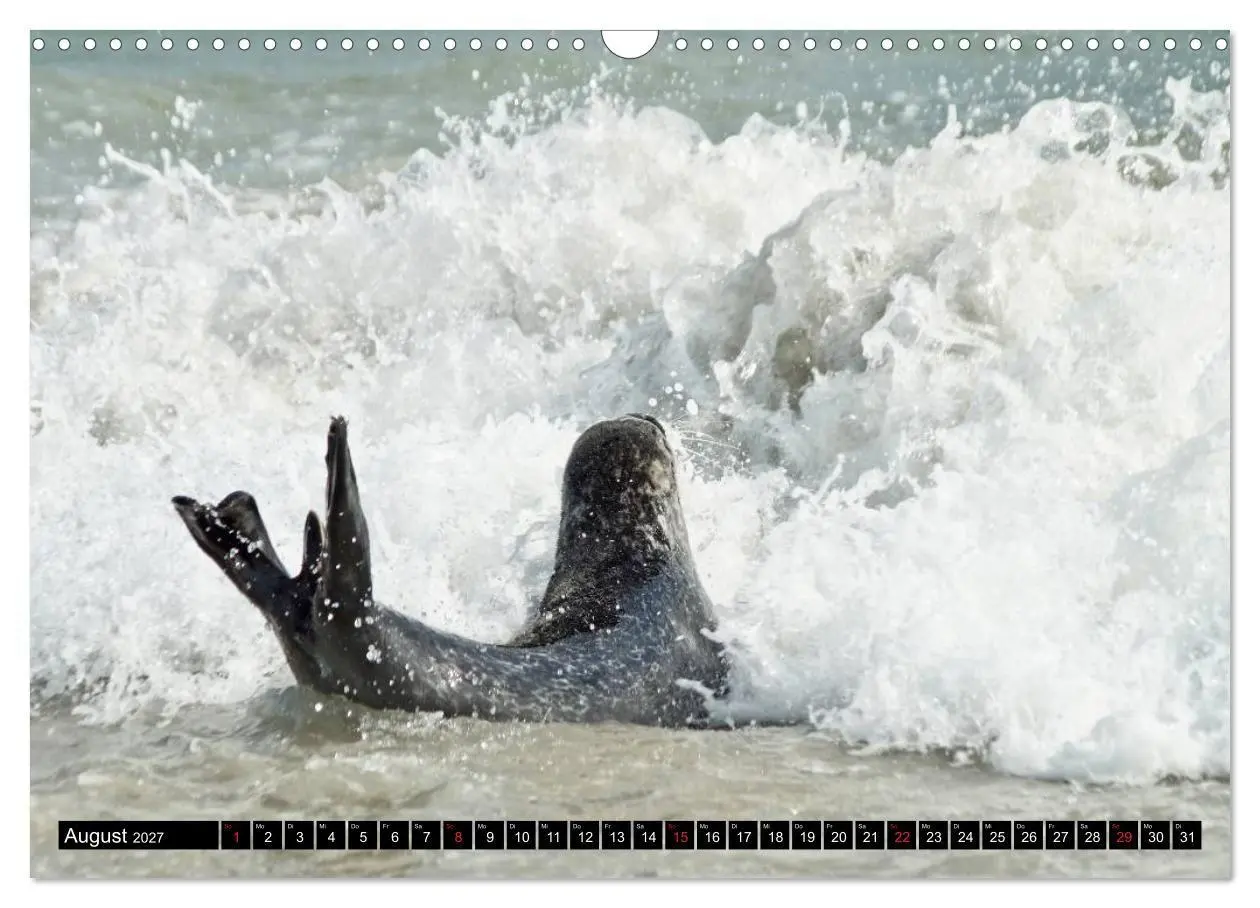 Bild: 9783569894860 | Robben an der Nordsee (Wandkalender 2027 DIN A3 quer), CALVENDO...