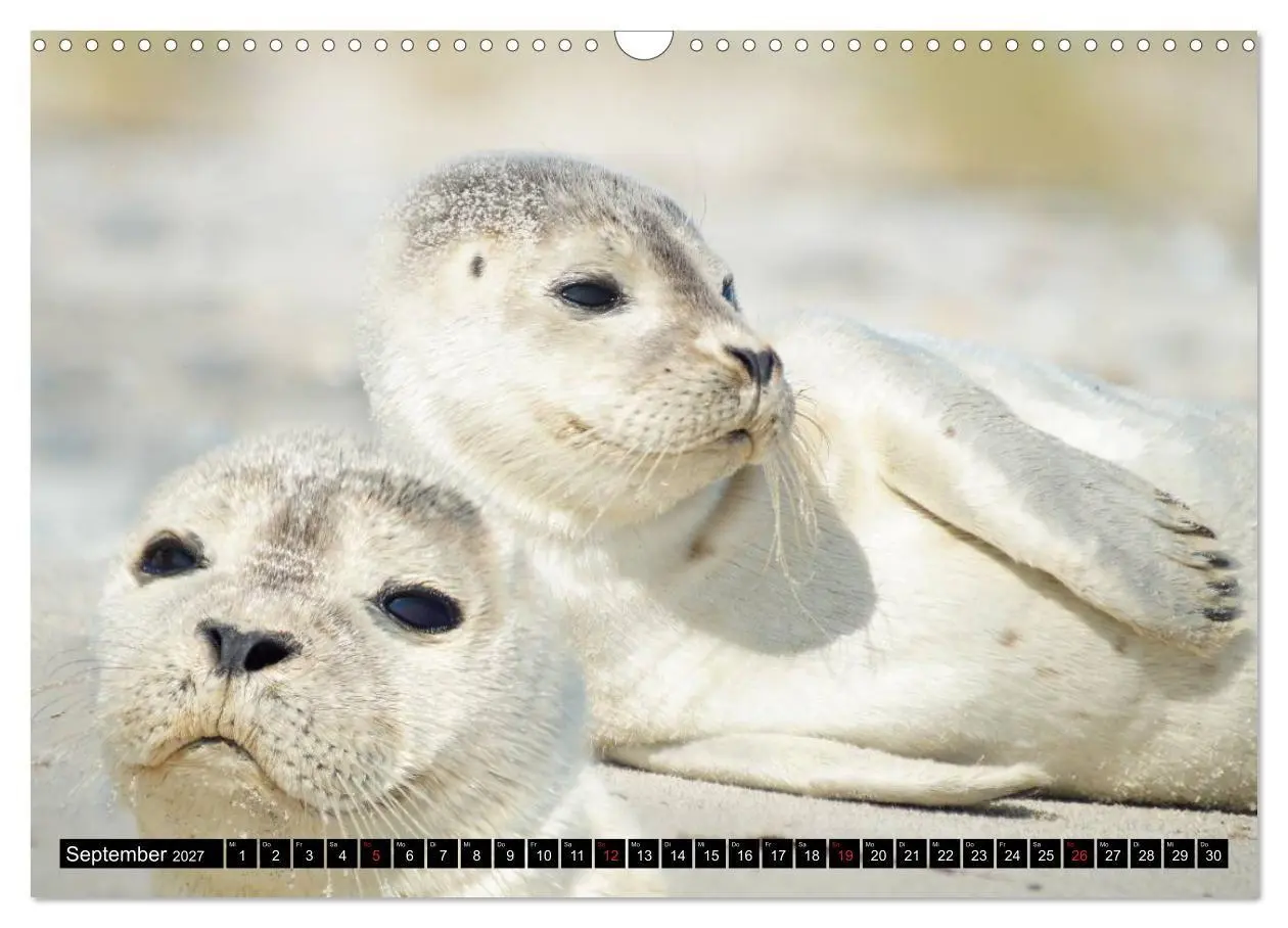 Bild: 9783569894860 | Robben an der Nordsee (Wandkalender 2027 DIN A3 quer), CALVENDO...