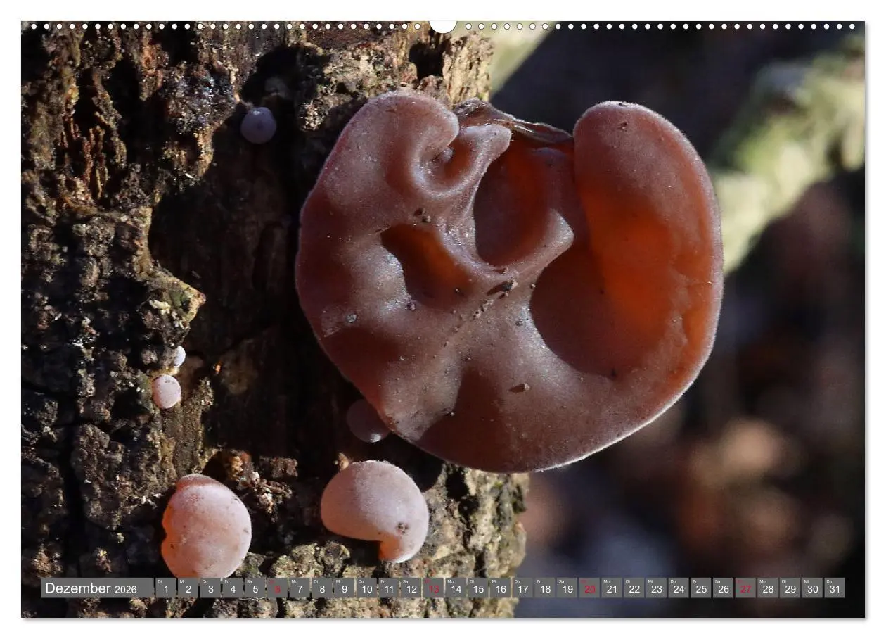 Bild: 9783457914960 | PILZE IM WALD (Wandkalender 2026 DIN A2 quer), CALVENDO Monatskalender