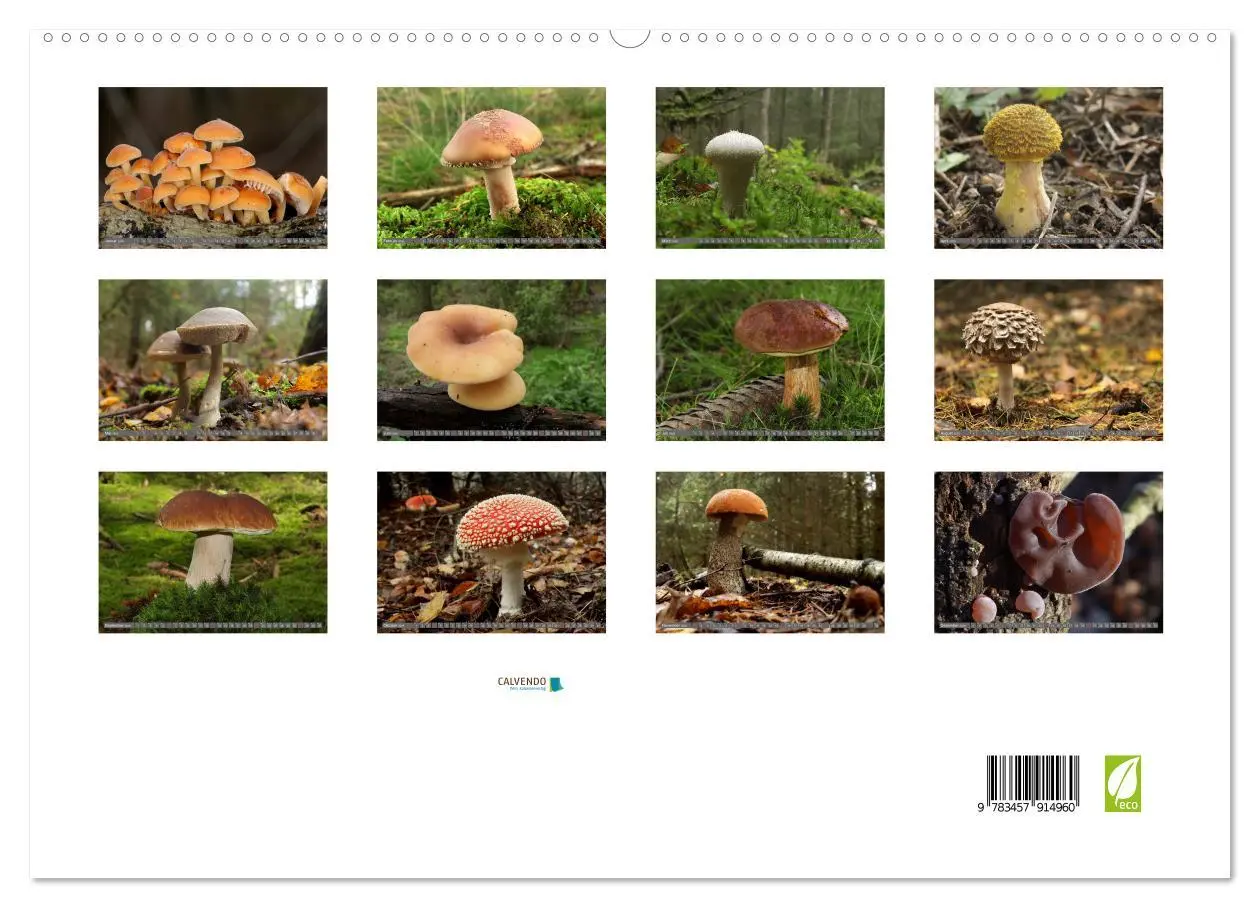 Bild: 9783457914960 | PILZE IM WALD (Wandkalender 2026 DIN A2 quer), CALVENDO Monatskalender