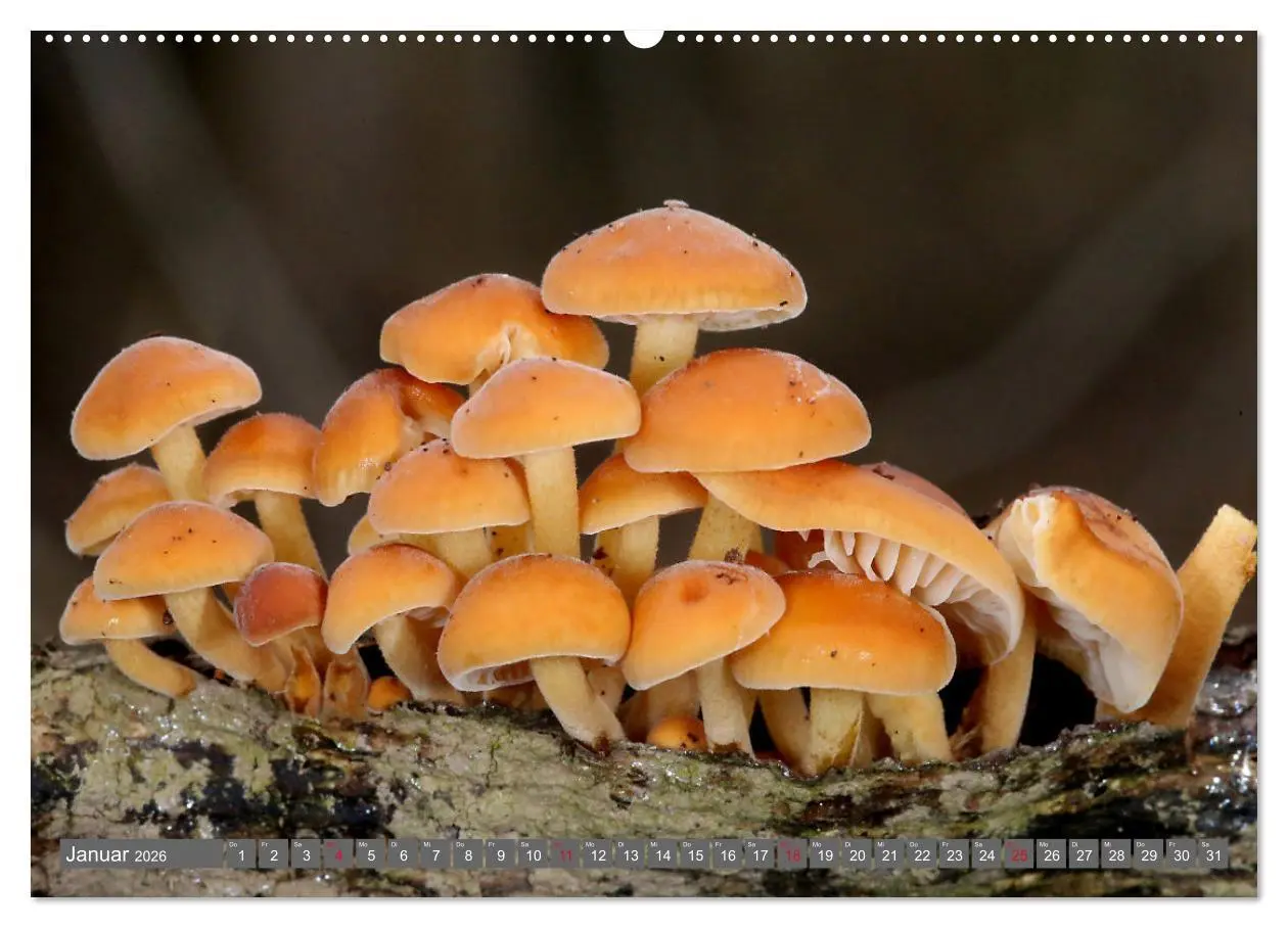 Bild: 9783457914960 | PILZE IM WALD (Wandkalender 2026 DIN A2 quer), CALVENDO Monatskalender