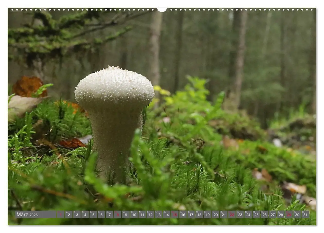 Bild: 9783457914960 | PILZE IM WALD (Wandkalender 2026 DIN A2 quer), CALVENDO Monatskalender
