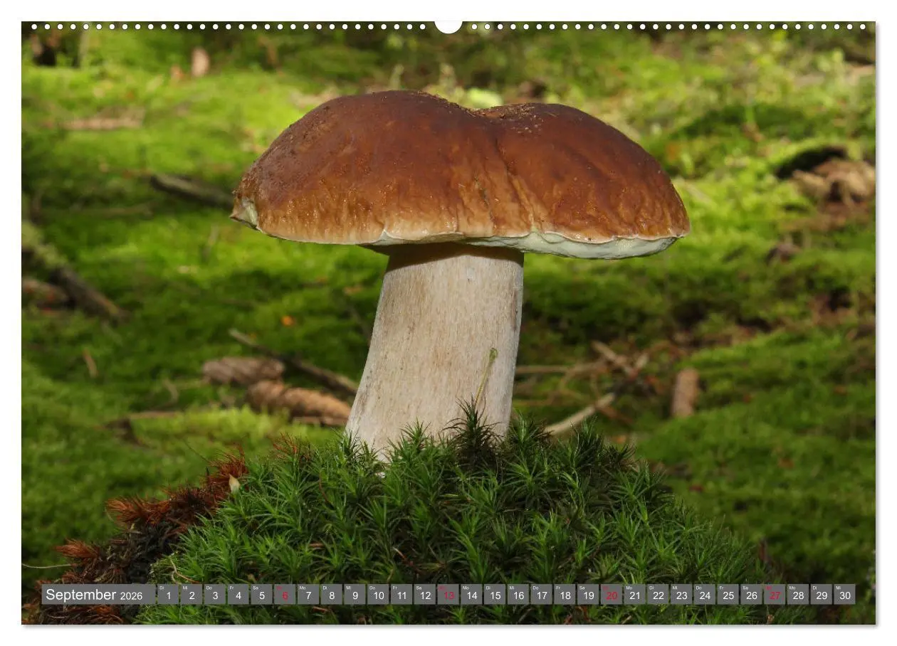 Bild: 9783457914960 | PILZE IM WALD (Wandkalender 2026 DIN A2 quer), CALVENDO Monatskalender