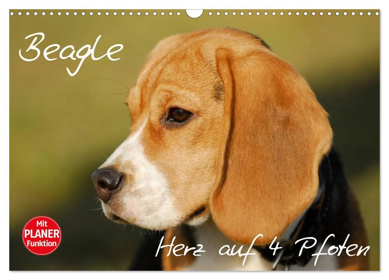 Cover: 9783516004960 | Beagle - Herz auf 4 Pfoten (Wandkalender 2026 DIN A3 quer),...