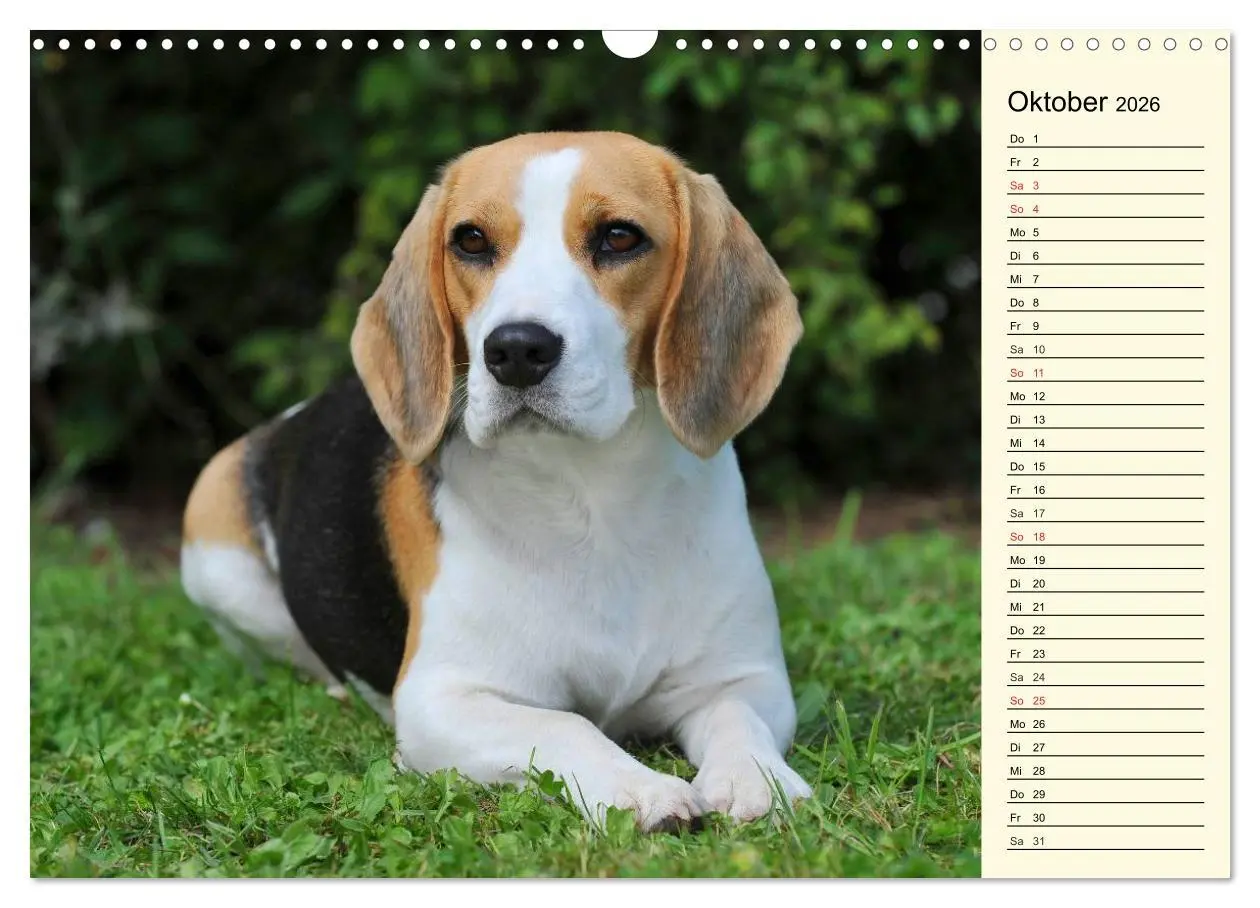 Bild: 9783516004960 | Beagle - Herz auf 4 Pfoten (Wandkalender 2026 DIN A3 quer),...