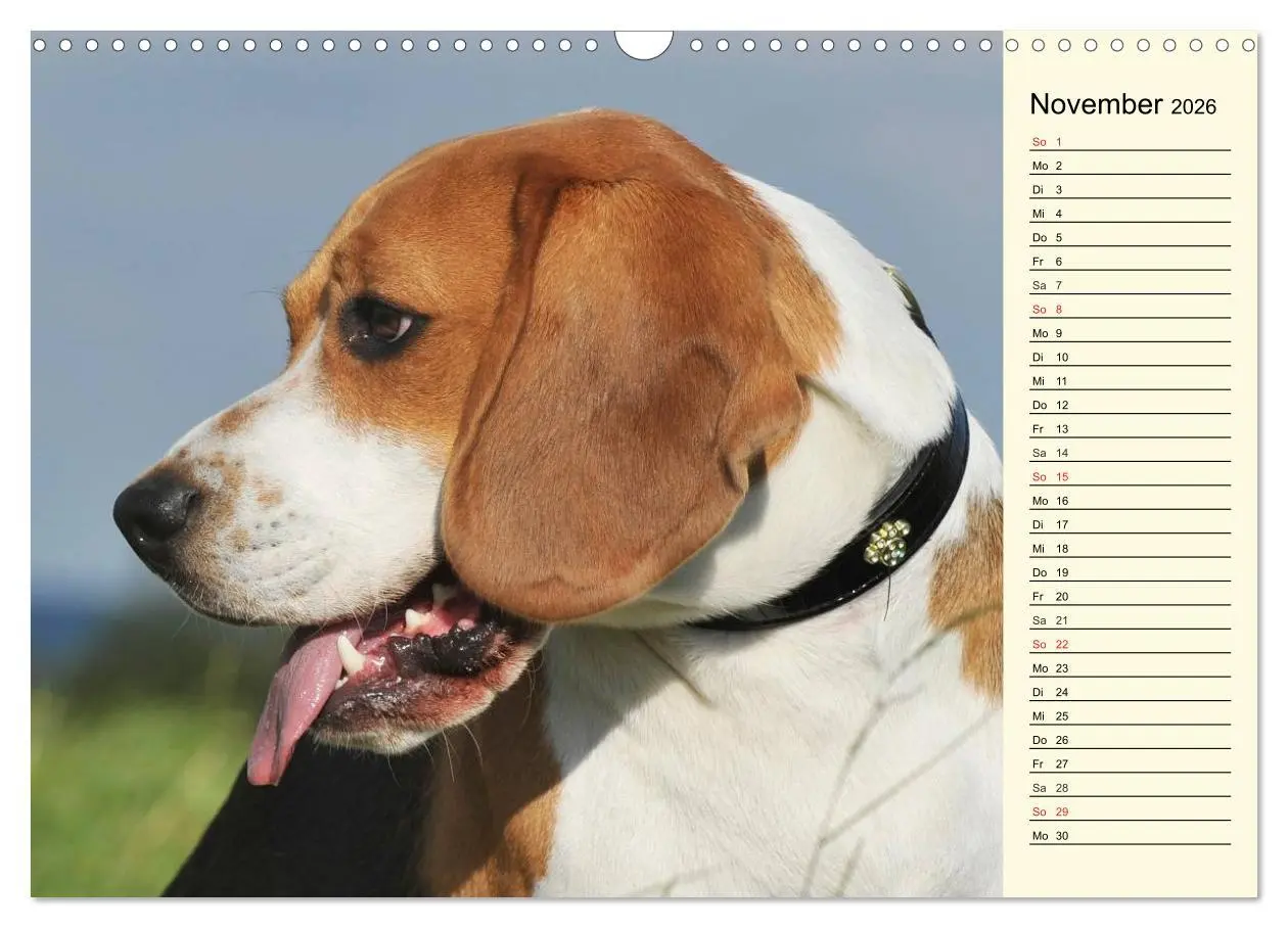 Bild: 9783516004960 | Beagle - Herz auf 4 Pfoten (Wandkalender 2026 DIN A3 quer),...