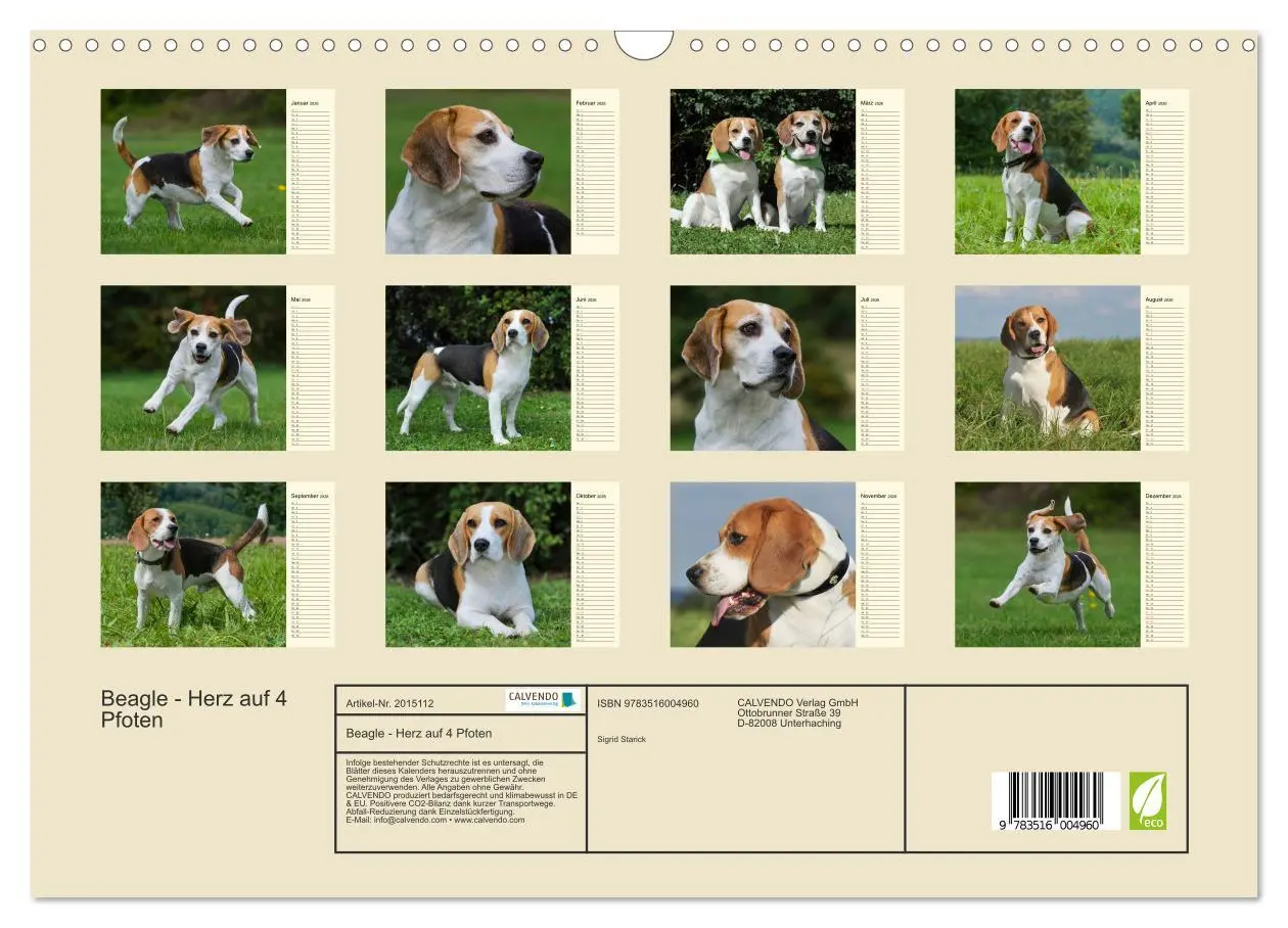 Bild: 9783516004960 | Beagle - Herz auf 4 Pfoten (Wandkalender 2026 DIN A3 quer),...