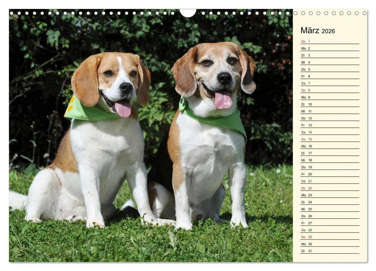 Bild: 9783516004960 | Beagle - Herz auf 4 Pfoten (Wandkalender 2026 DIN A3 quer),...