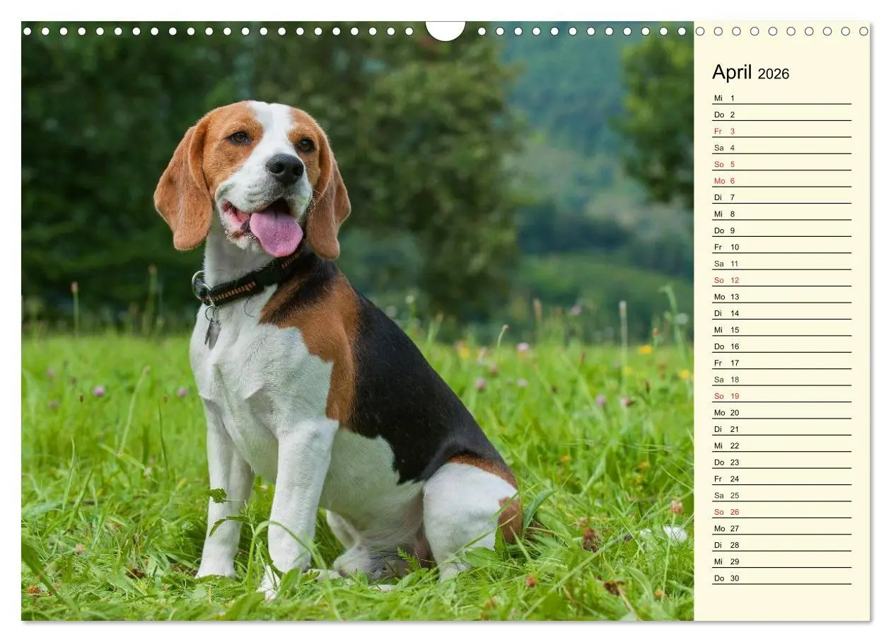 Bild: 9783516004960 | Beagle - Herz auf 4 Pfoten (Wandkalender 2026 DIN A3 quer),...