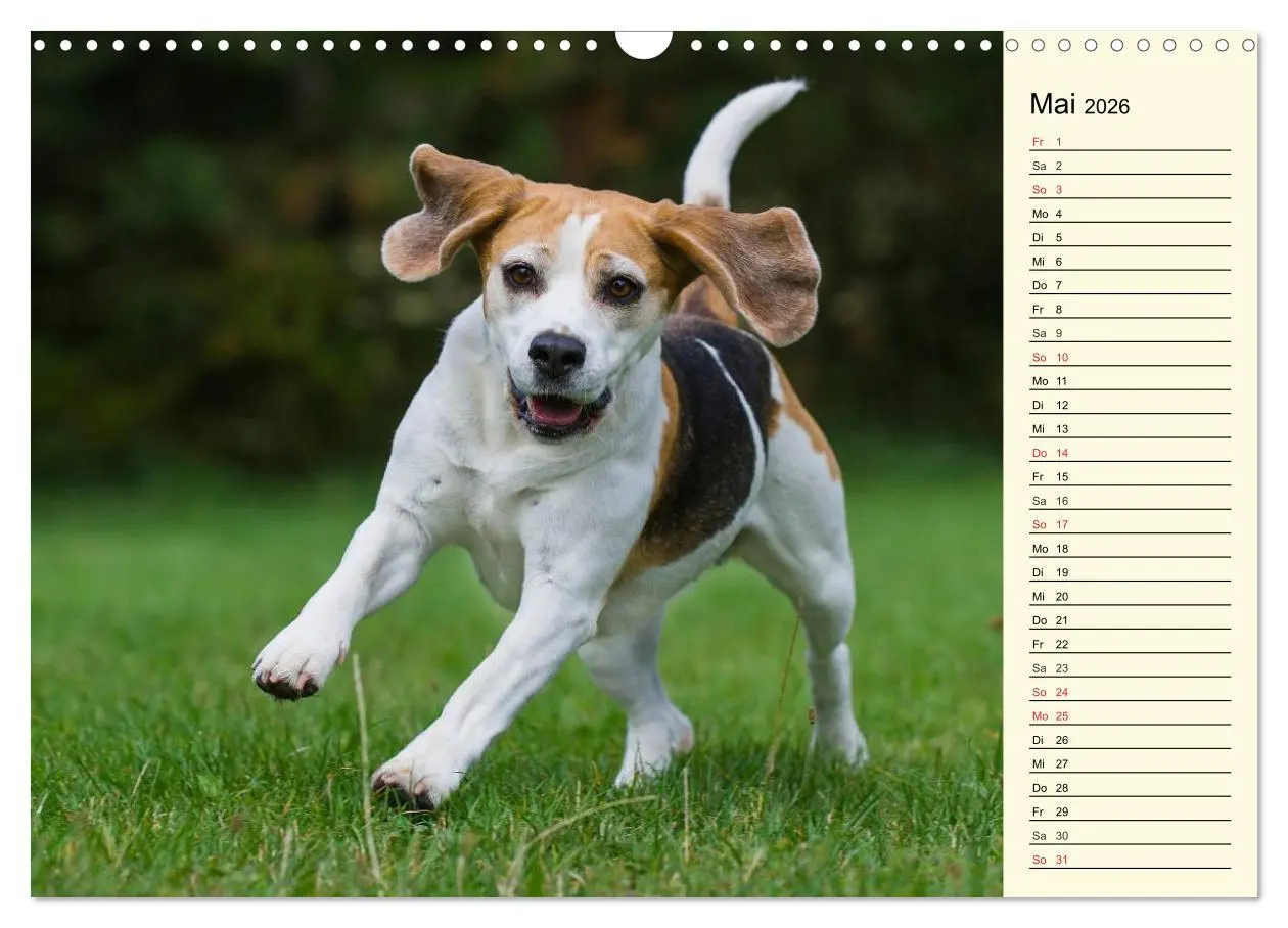 Bild: 9783516004960 | Beagle - Herz auf 4 Pfoten (Wandkalender 2026 DIN A3 quer),...