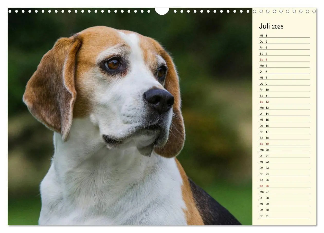 Bild: 9783516004960 | Beagle - Herz auf 4 Pfoten (Wandkalender 2026 DIN A3 quer),...