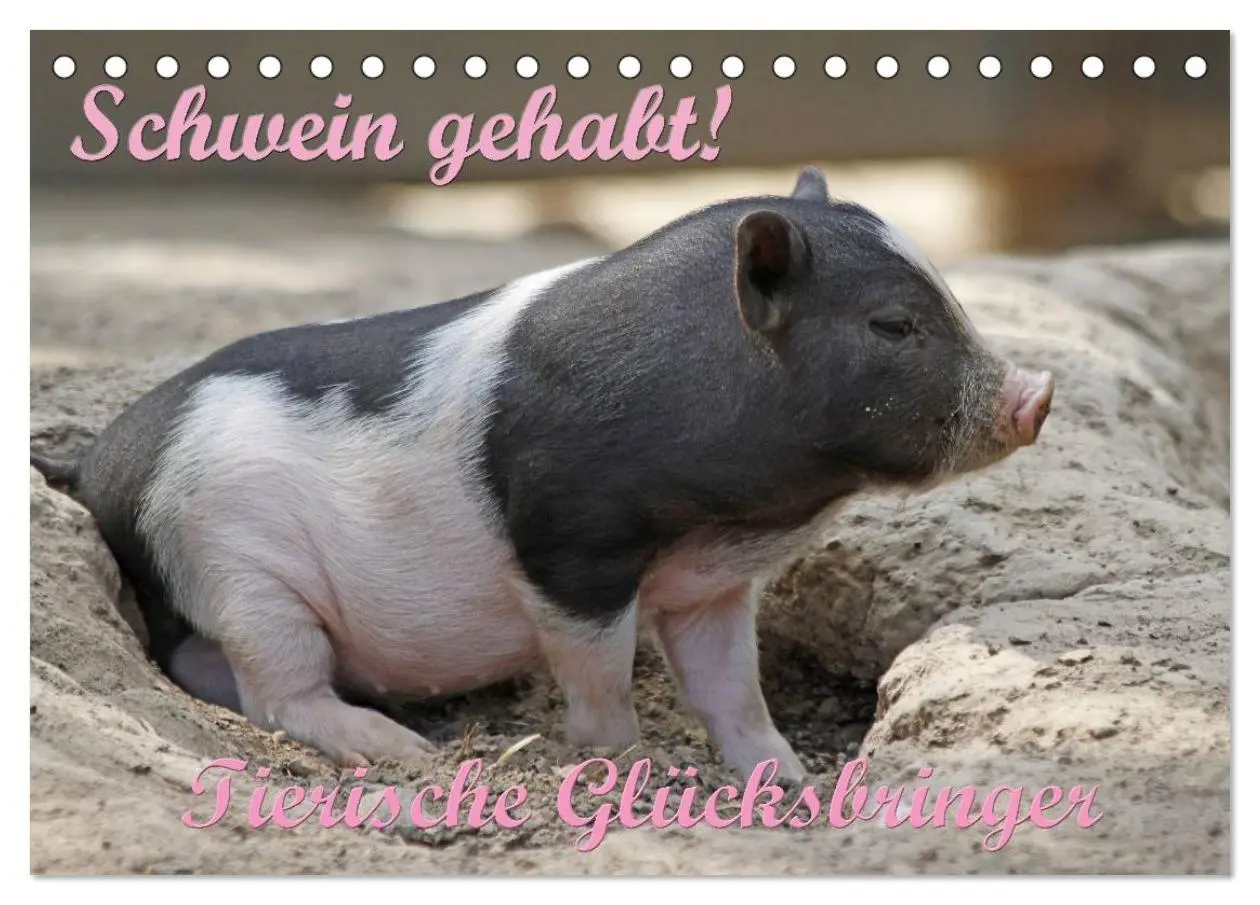 Cover: 9783516174960 | Schwein gehabt! (Tischkalender 2026 DIN A5 quer), CALVENDO...