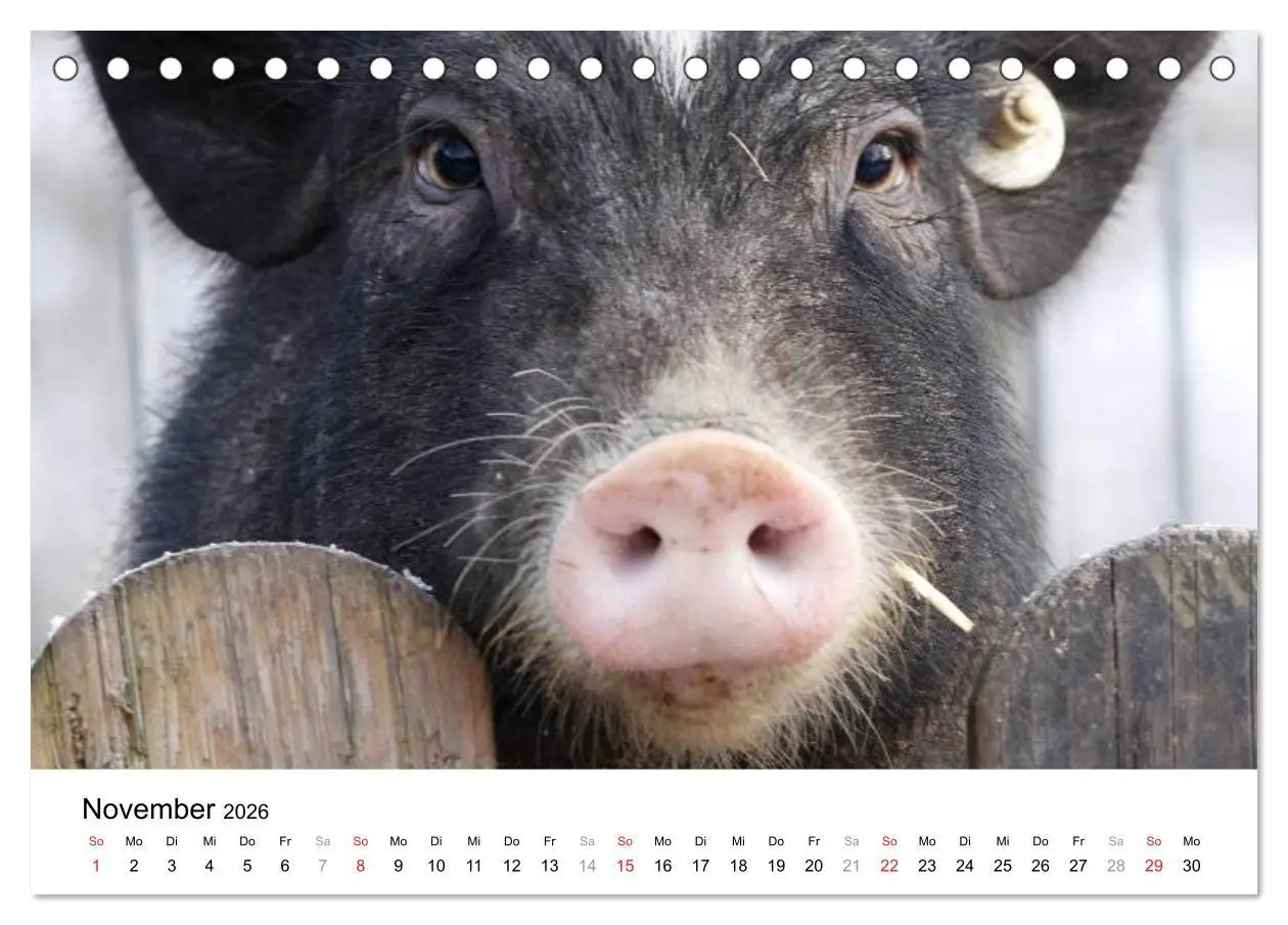 Bild: 9783516174960 | Schwein gehabt! (Tischkalender 2026 DIN A5 quer), CALVENDO...