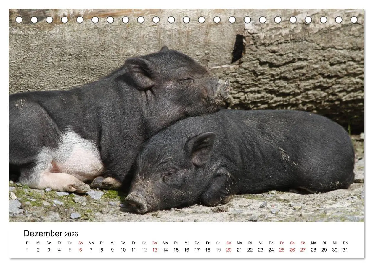 Bild: 9783516174960 | Schwein gehabt! (Tischkalender 2026 DIN A5 quer), CALVENDO...