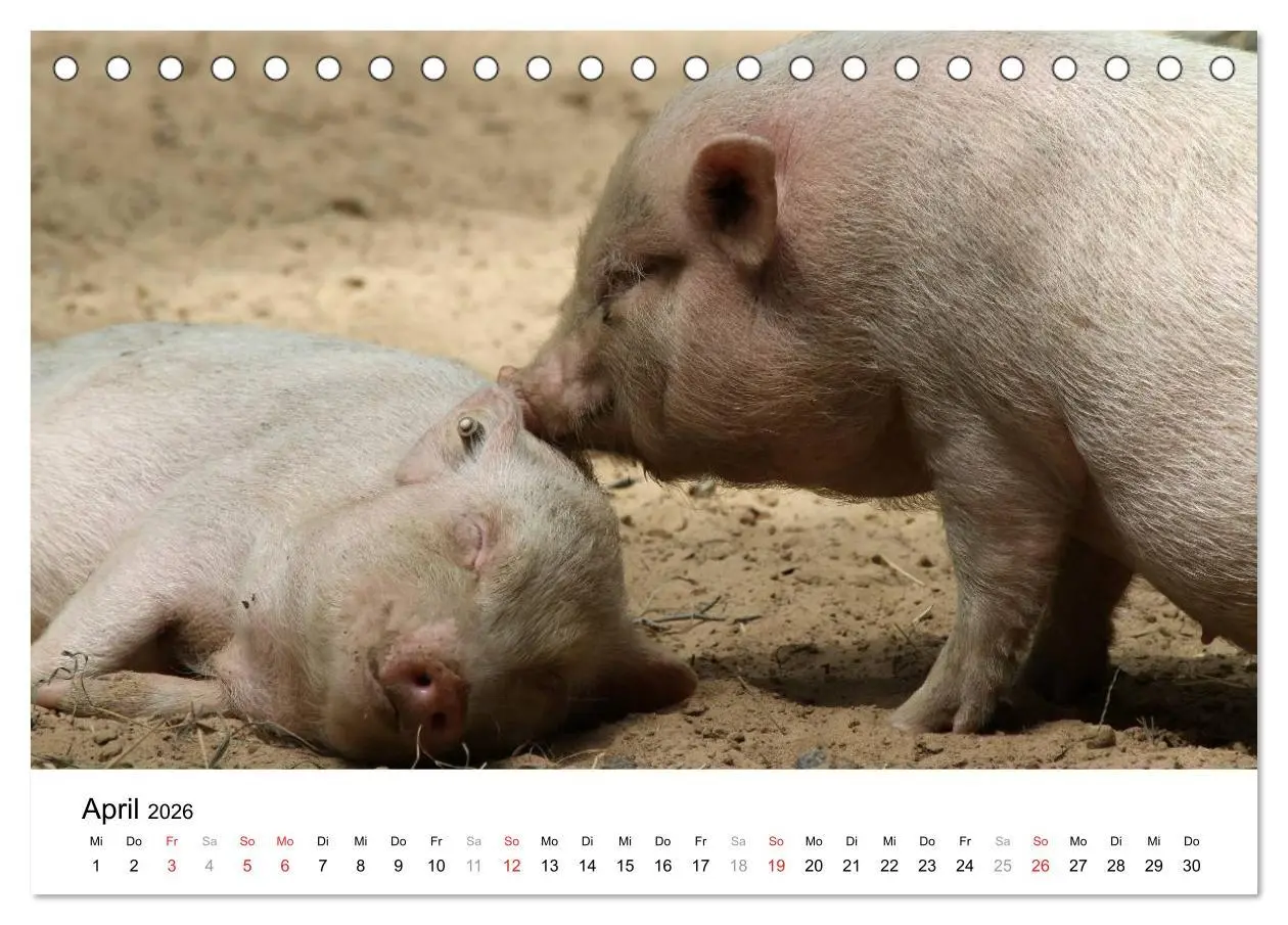 Bild: 9783516174960 | Schwein gehabt! (Tischkalender 2026 DIN A5 quer), CALVENDO...