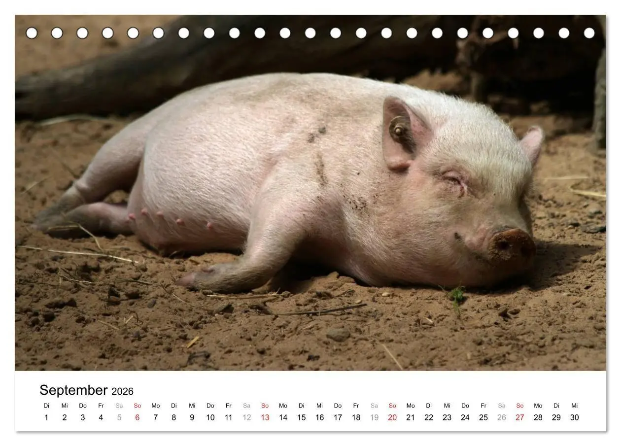 Bild: 9783516174960 | Schwein gehabt! (Tischkalender 2026 DIN A5 quer), CALVENDO...