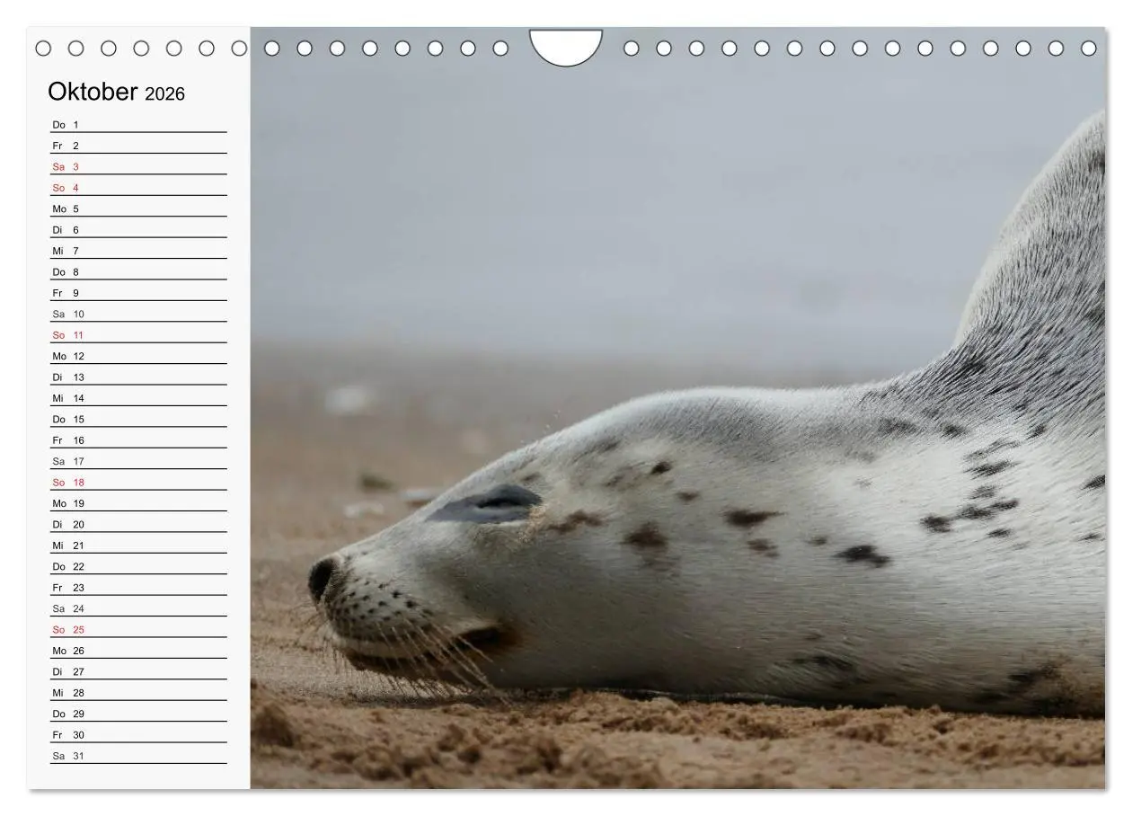 Bild: 9783457975060 | Seehunde und Otter. Putzige Gesellen, perfekte Schwimmer...