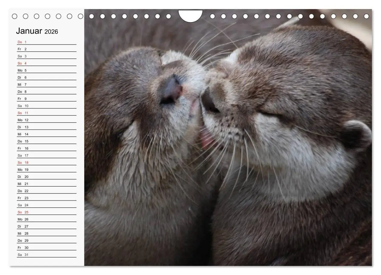 Bild: 9783457975060 | Seehunde und Otter. Putzige Gesellen, perfekte Schwimmer...