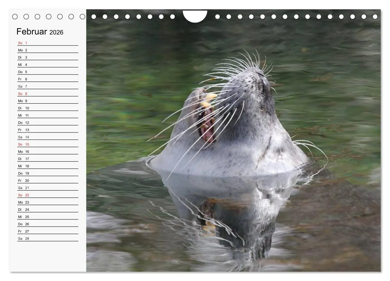 Bild: 9783457975060 | Seehunde und Otter. Putzige Gesellen, perfekte Schwimmer...