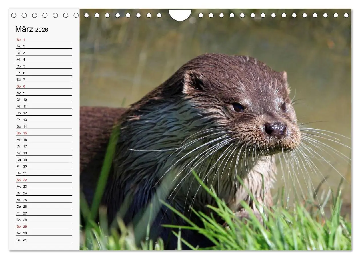 Bild: 9783457975060 | Seehunde und Otter. Putzige Gesellen, perfekte Schwimmer...