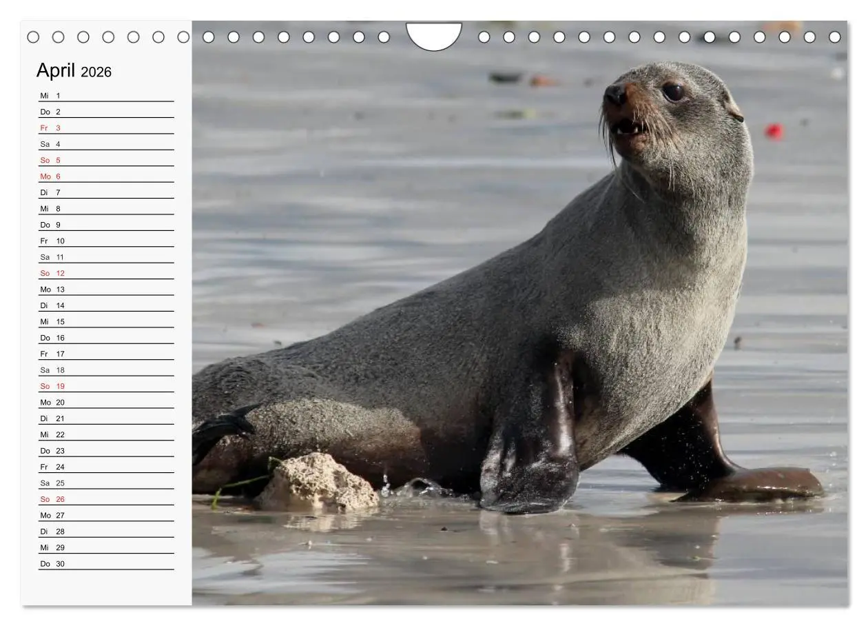 Bild: 9783457975060 | Seehunde und Otter. Putzige Gesellen, perfekte Schwimmer...