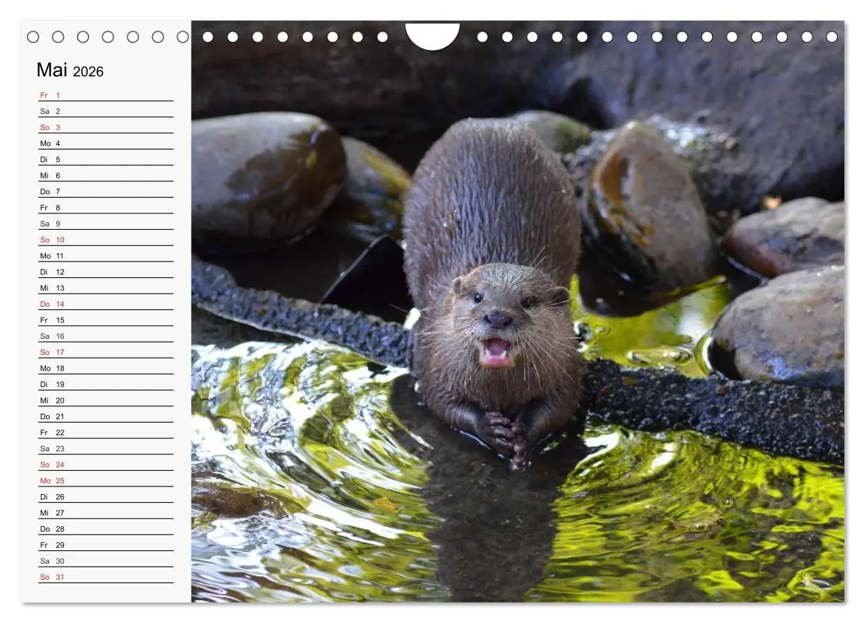 Bild: 9783457975060 | Seehunde und Otter. Putzige Gesellen, perfekte Schwimmer...