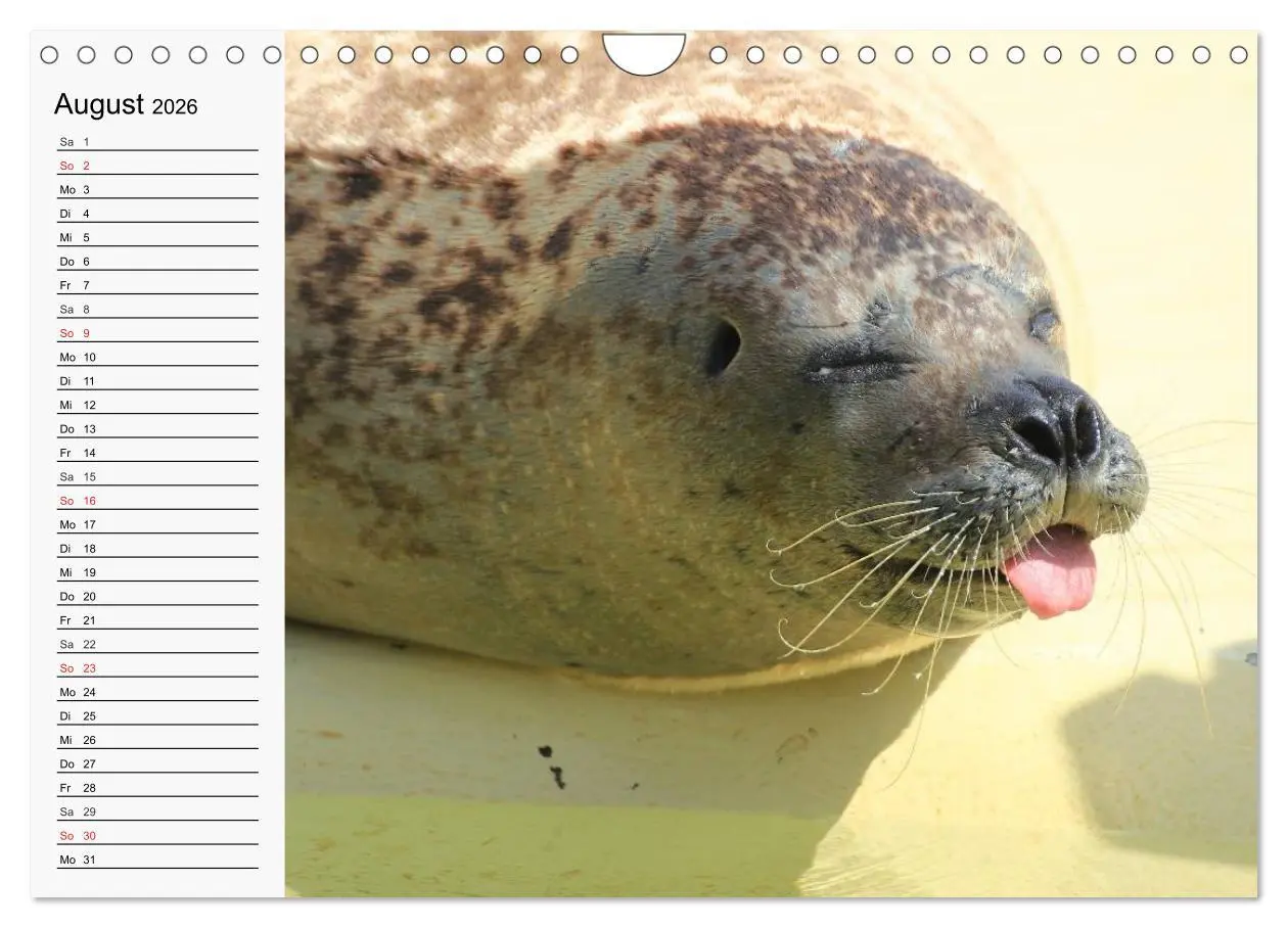 Bild: 9783457975060 | Seehunde und Otter. Putzige Gesellen, perfekte Schwimmer...