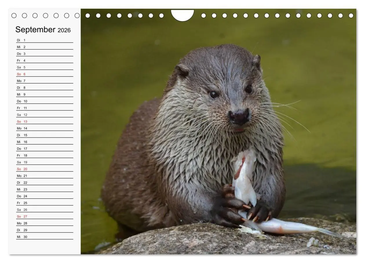 Bild: 9783457975060 | Seehunde und Otter. Putzige Gesellen, perfekte Schwimmer...