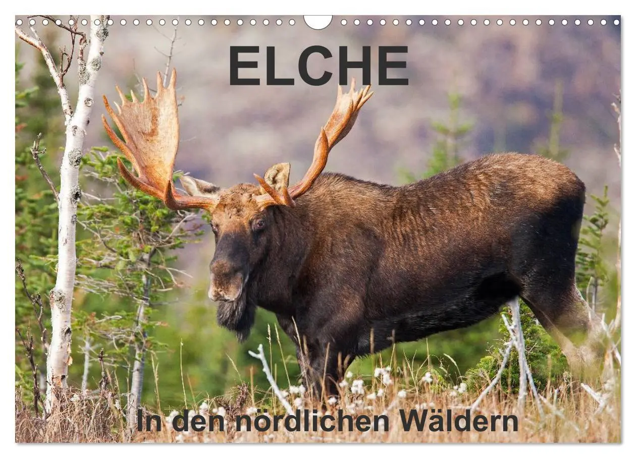 Cover: 9783516065060 | ELCHE In den nördlichen Wäldern (Wandkalender 2026 DIN A3 quer),...