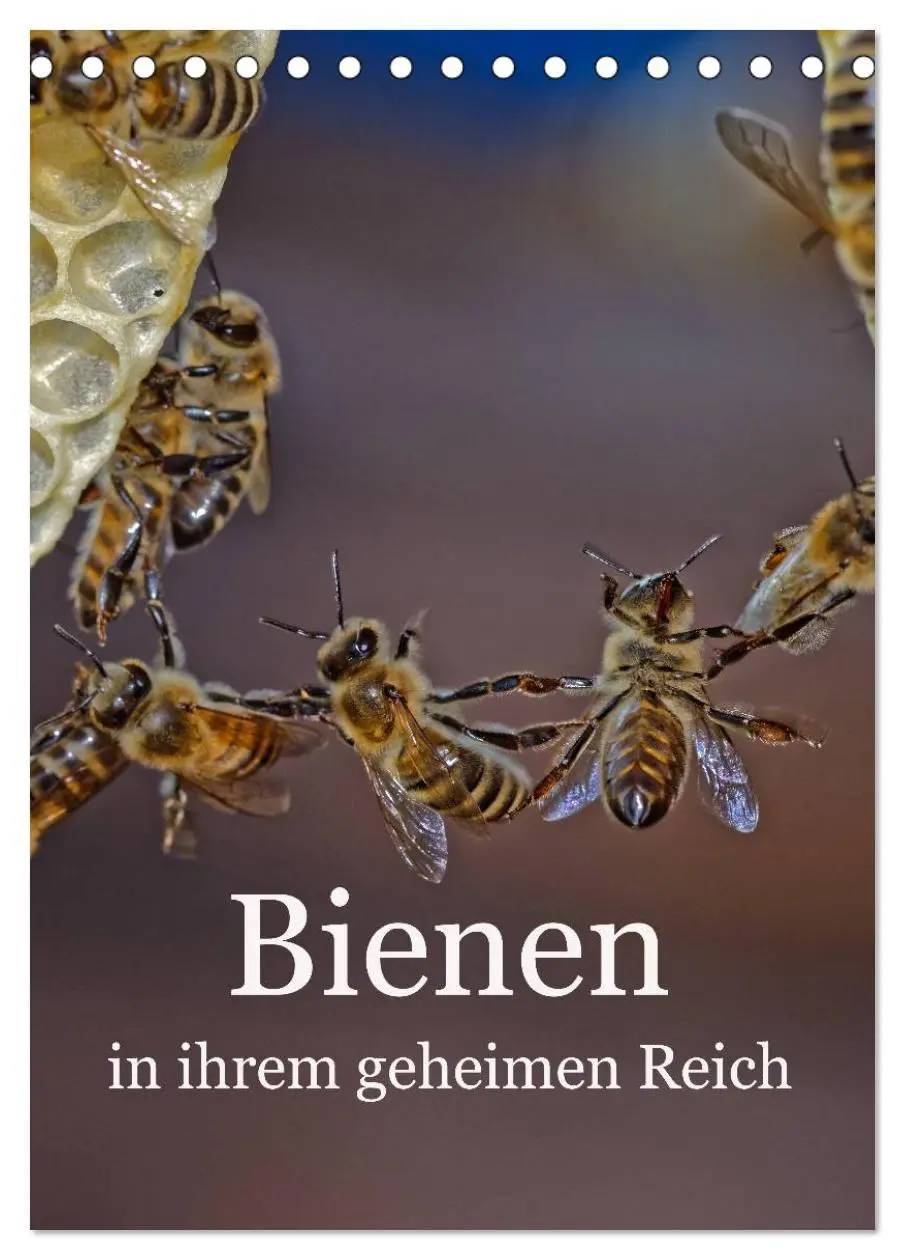 Cover: 9783516445060 | Bienen in ihrem geheimen Reich (Tischkalender 2026 DIN A5 hoch),...