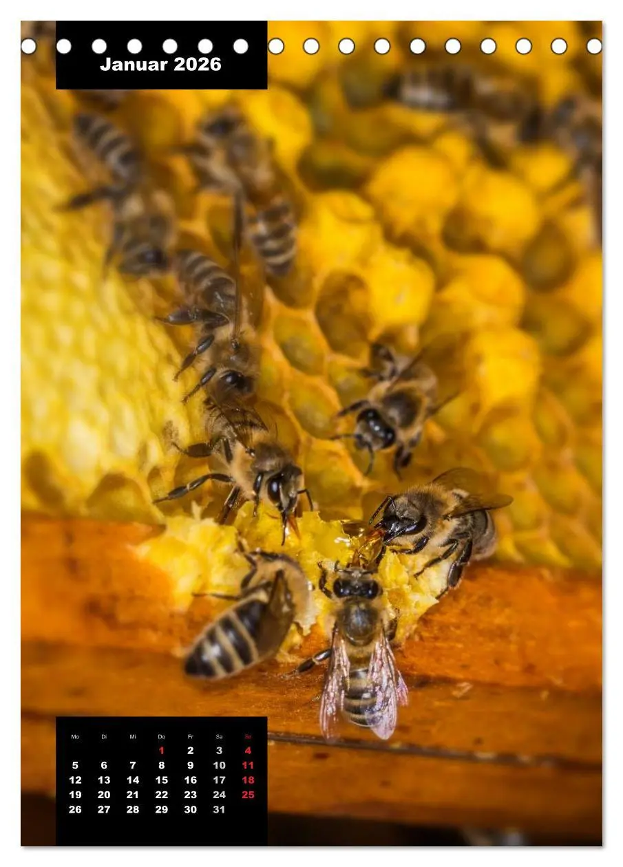 Bild: 9783516445060 | Bienen in ihrem geheimen Reich (Tischkalender 2026 DIN A5 hoch),...