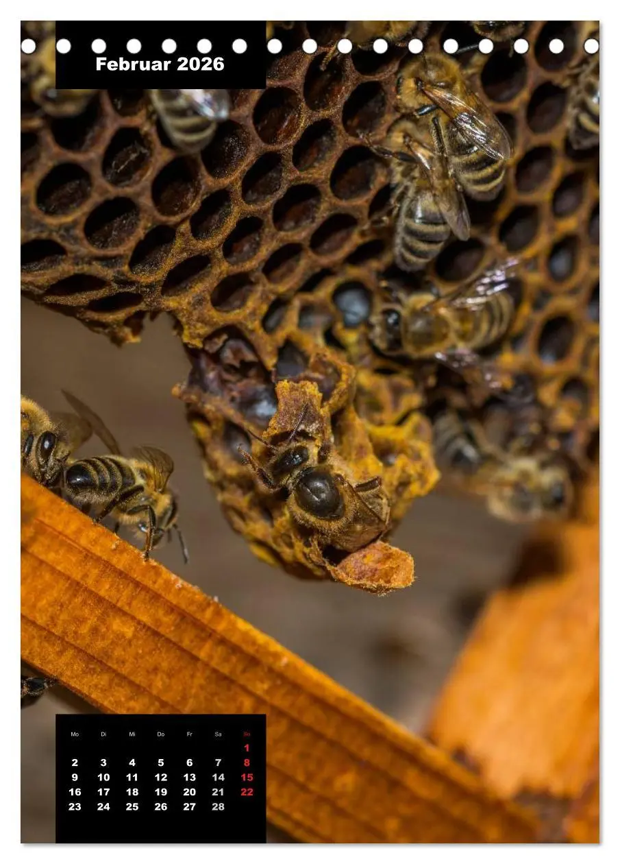 Bild: 9783516445060 | Bienen in ihrem geheimen Reich (Tischkalender 2026 DIN A5 hoch),...
