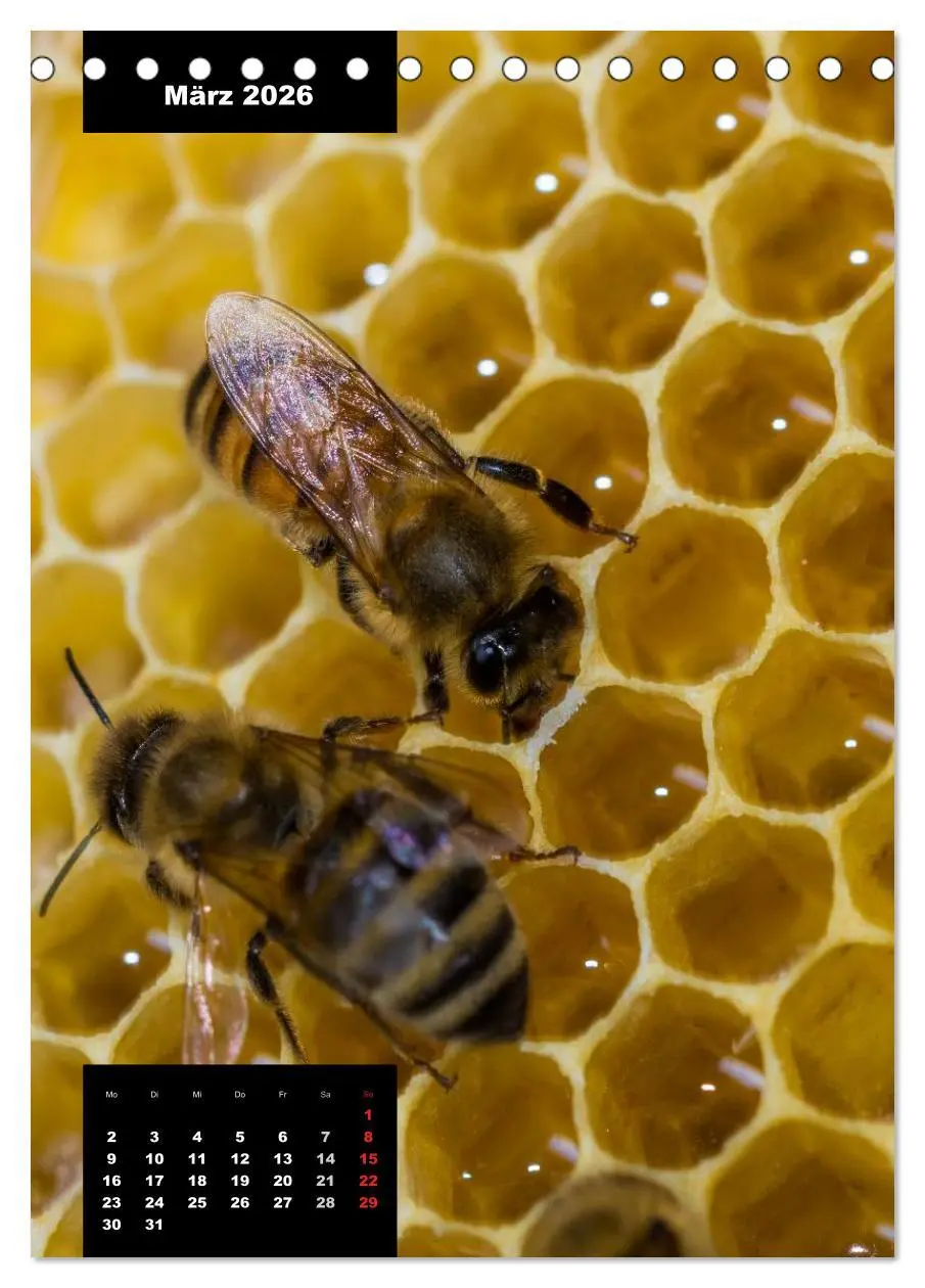 Bild: 9783516445060 | Bienen in ihrem geheimen Reich (Tischkalender 2026 DIN A5 hoch),...