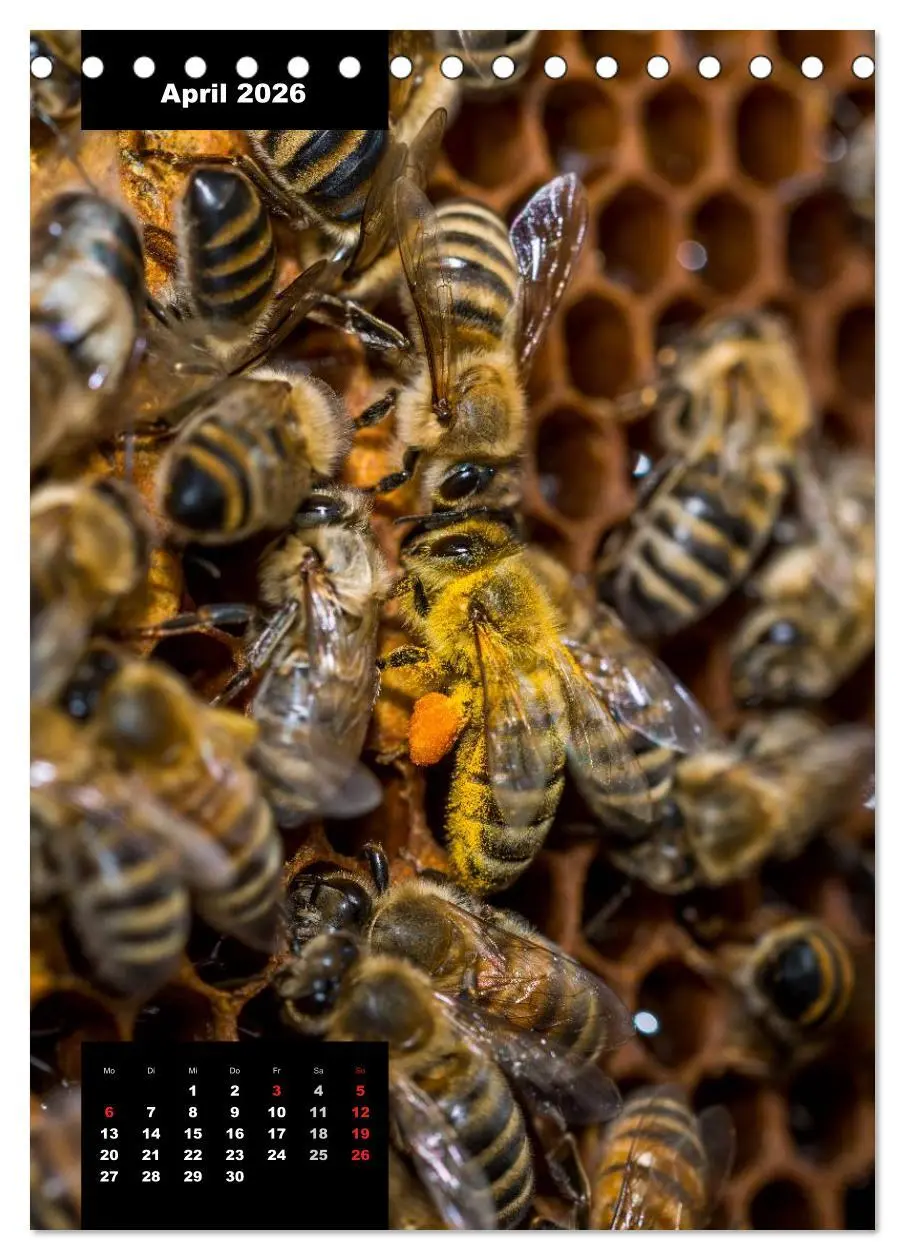 Bild: 9783516445060 | Bienen in ihrem geheimen Reich (Tischkalender 2026 DIN A5 hoch),...