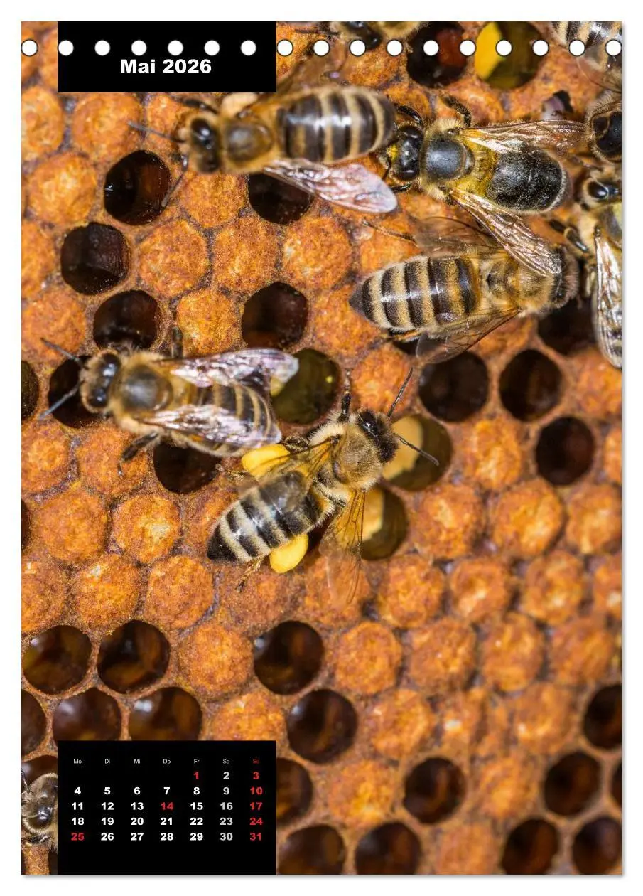 Bild: 9783516445060 | Bienen in ihrem geheimen Reich (Tischkalender 2026 DIN A5 hoch),...
