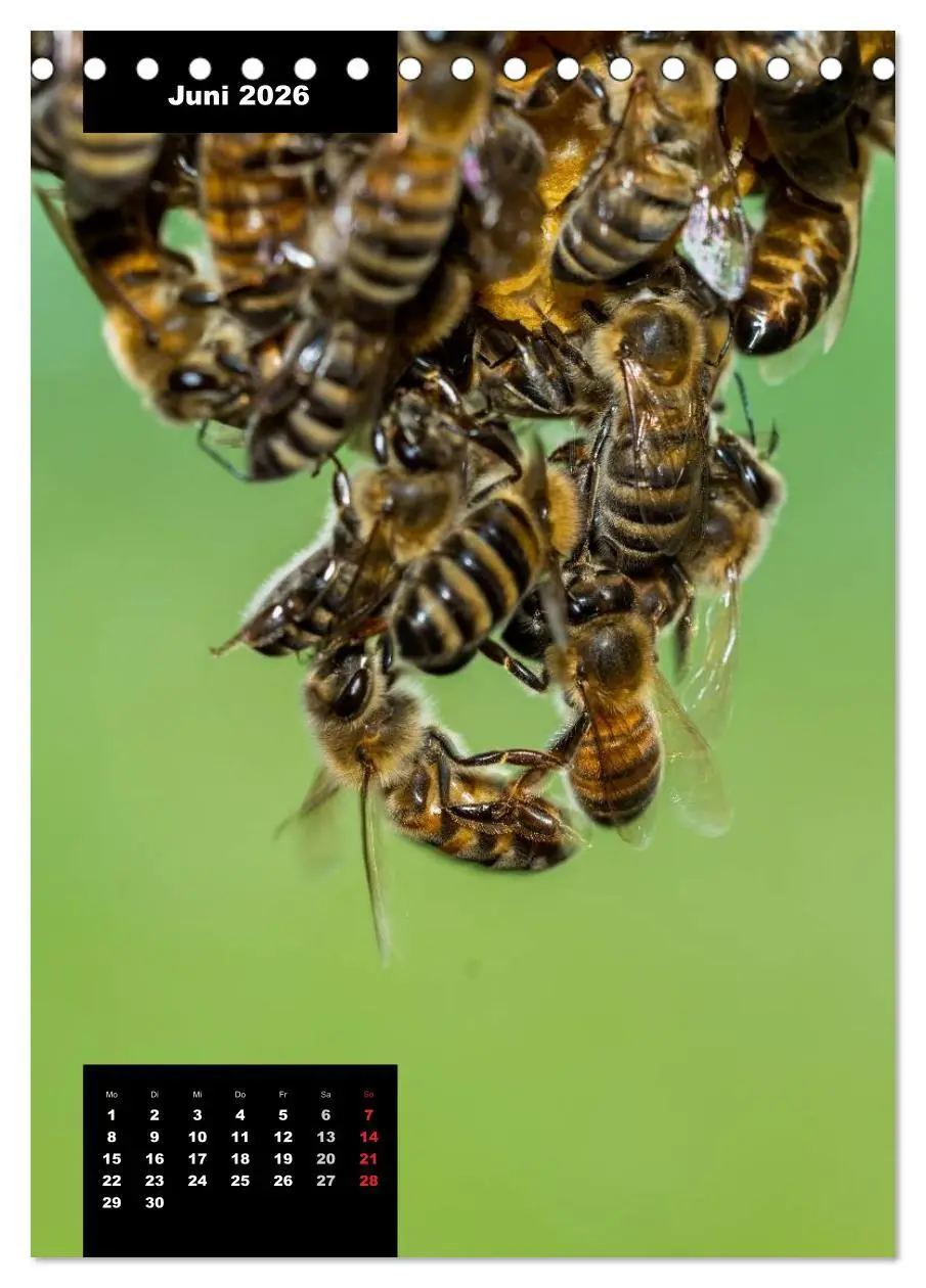 Bild: 9783516445060 | Bienen in ihrem geheimen Reich (Tischkalender 2026 DIN A5 hoch),...