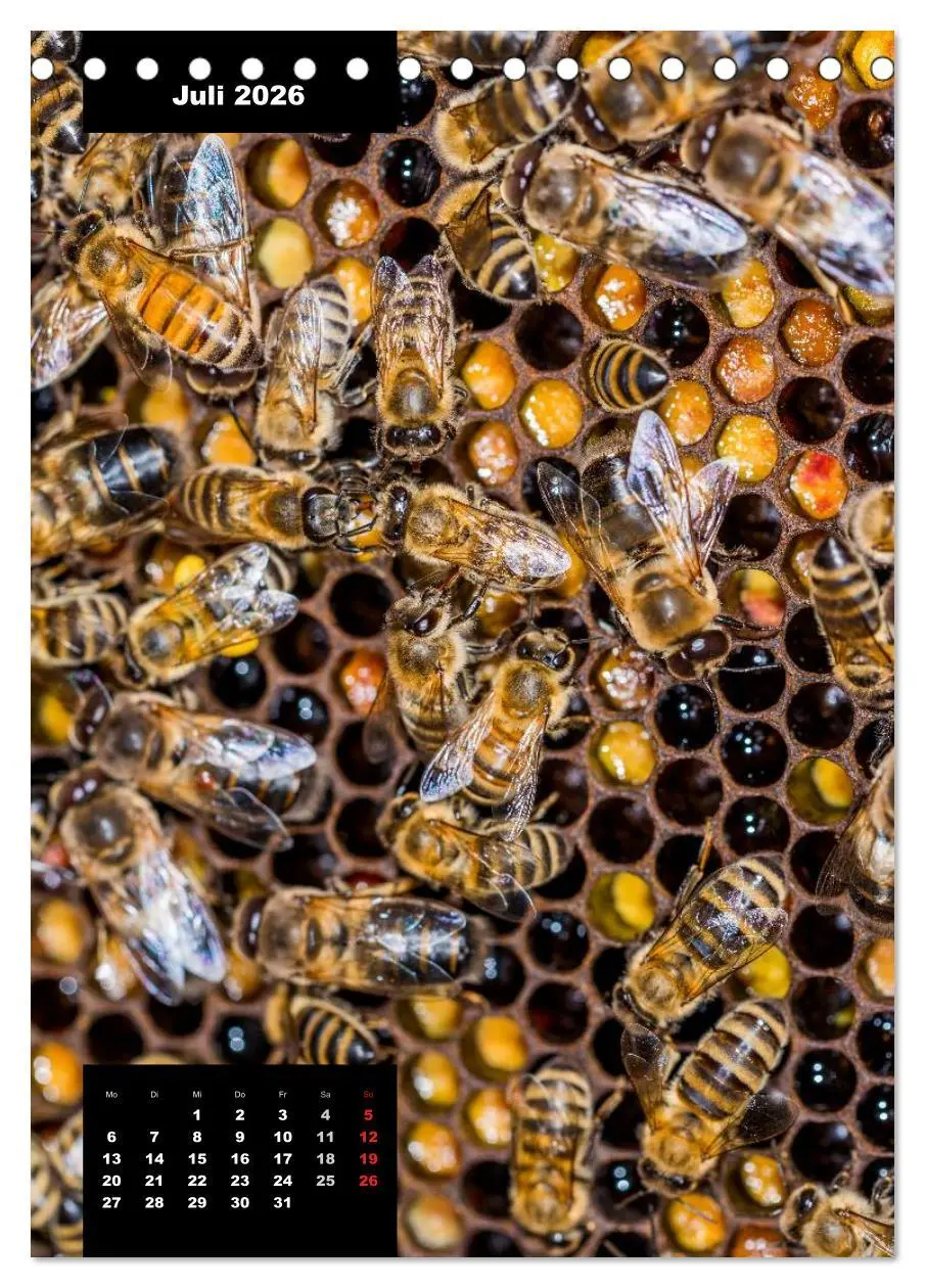 Bild: 9783516445060 | Bienen in ihrem geheimen Reich (Tischkalender 2026 DIN A5 hoch),...