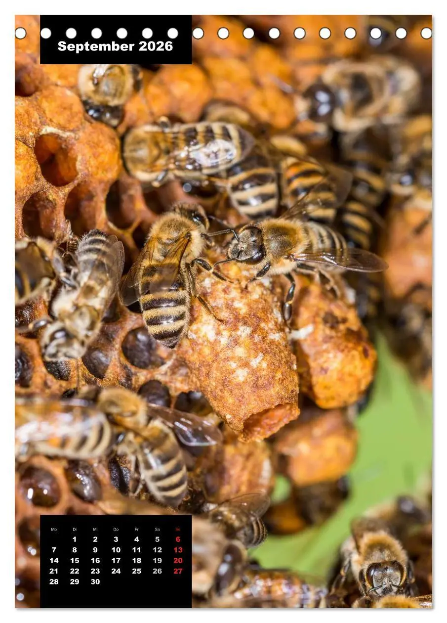 Bild: 9783516445060 | Bienen in ihrem geheimen Reich (Tischkalender 2026 DIN A5 hoch),...