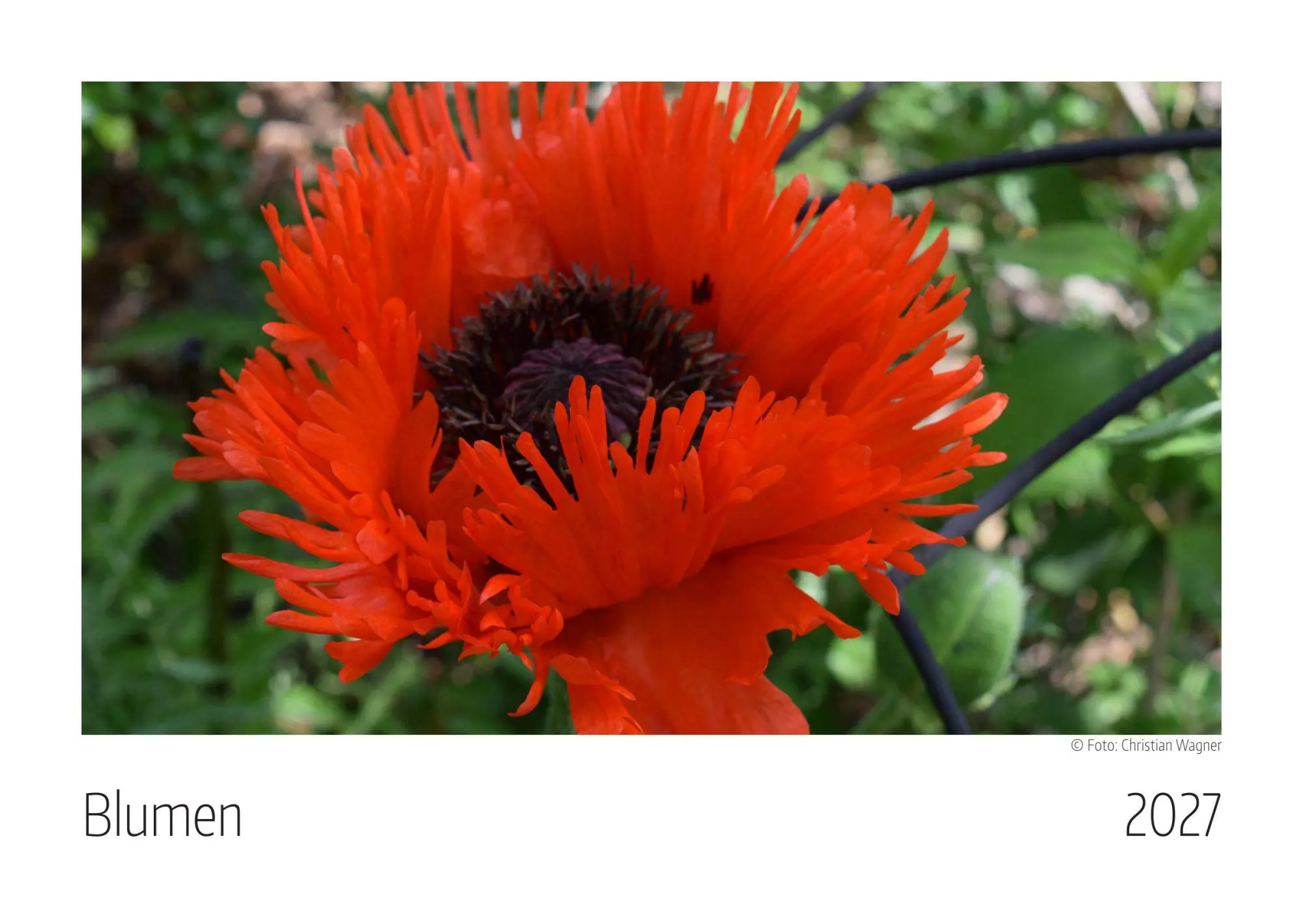 Cover: 9783912825060 | Blumen Kalender 2027 | Eine einzigartige Blüten-Farben-Vielfalt | 2027