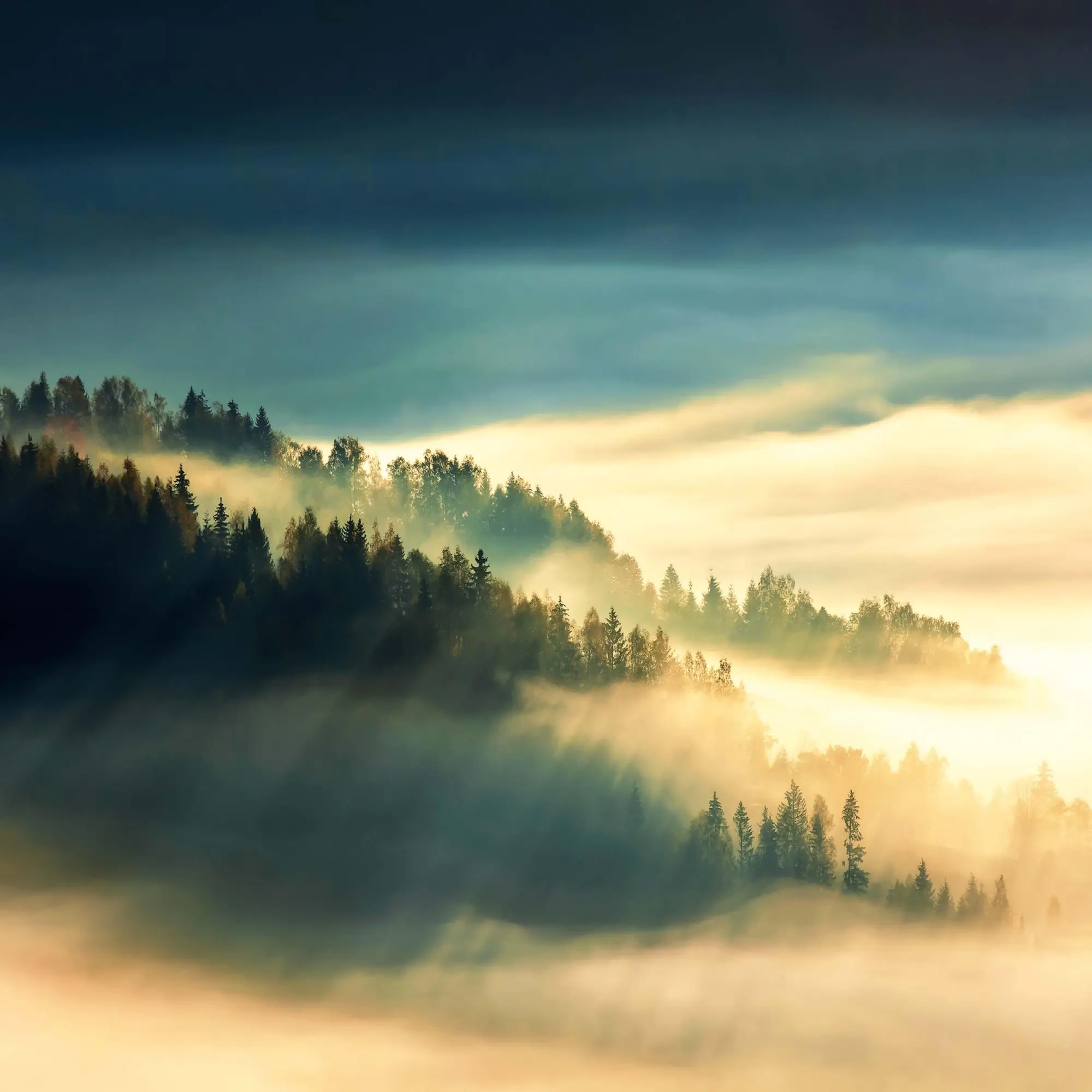 Bild: 9783959295260 | Deep Forest 2026 | Kalender 2026 | Kalender | Wonderful World | 28 S.