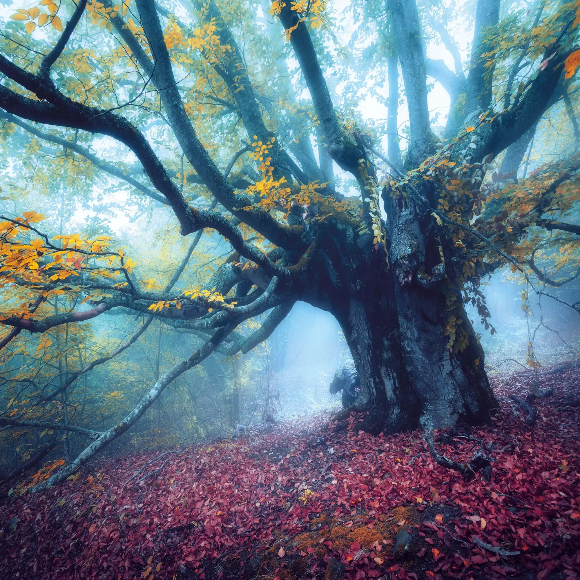 Bild: 9783959295260 | Deep Forest 2026 | Kalender 2026 | Kalender | Wonderful World | 28 S.