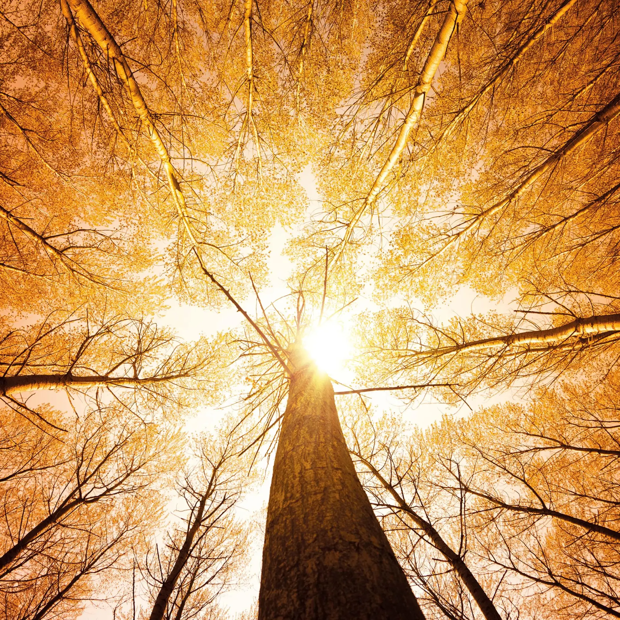 Bild: 9783959295260 | Deep Forest 2026 | Kalender 2026 | Kalender | Wonderful World | 28 S.