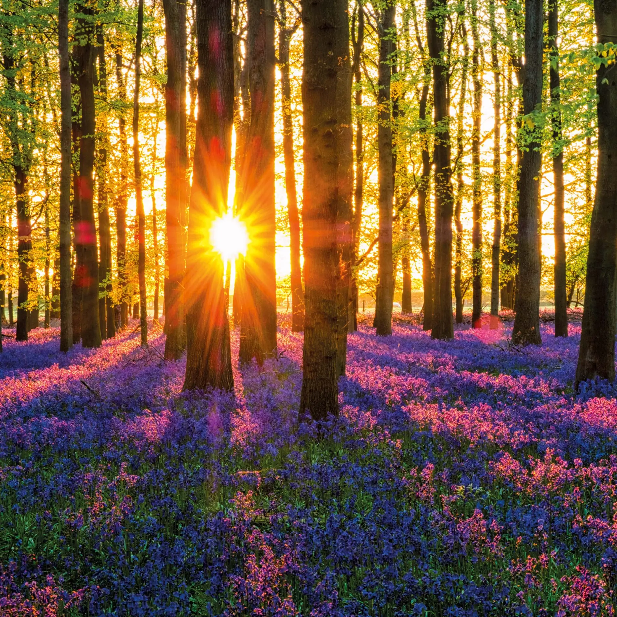 Bild: 9783959295260 | Deep Forest 2026 | Kalender 2026 | Kalender | Wonderful World | 28 S.