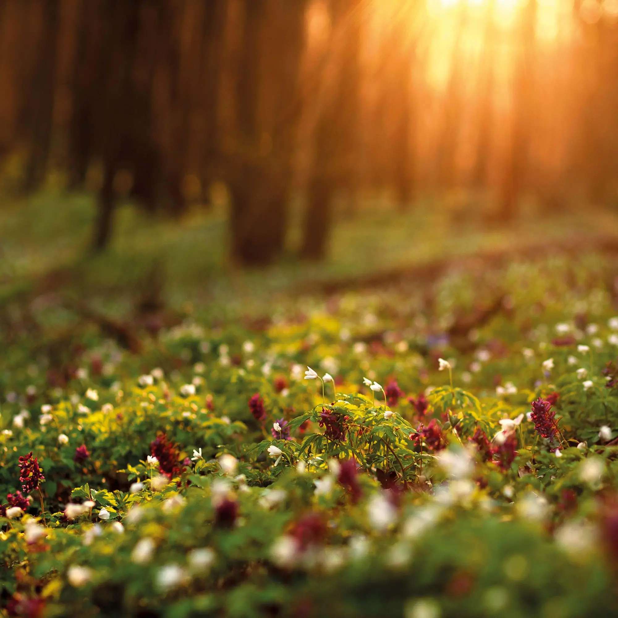 Bild: 9783959295260 | Deep Forest 2026 | Kalender 2026 | Kalender | Wonderful World | 28 S.