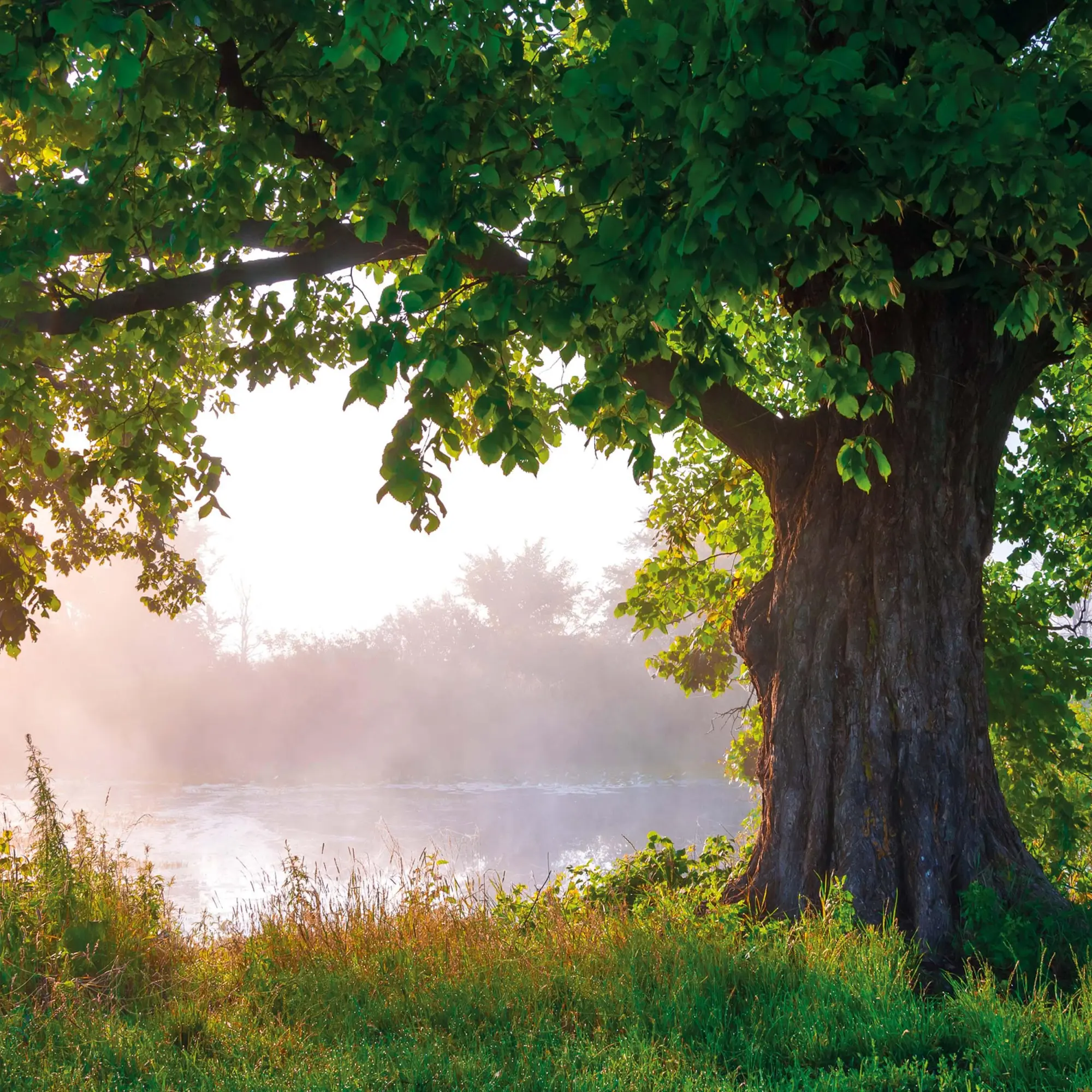 Bild: 9783959295260 | Deep Forest 2026 | Kalender 2026 | Kalender | Wonderful World | 28 S.