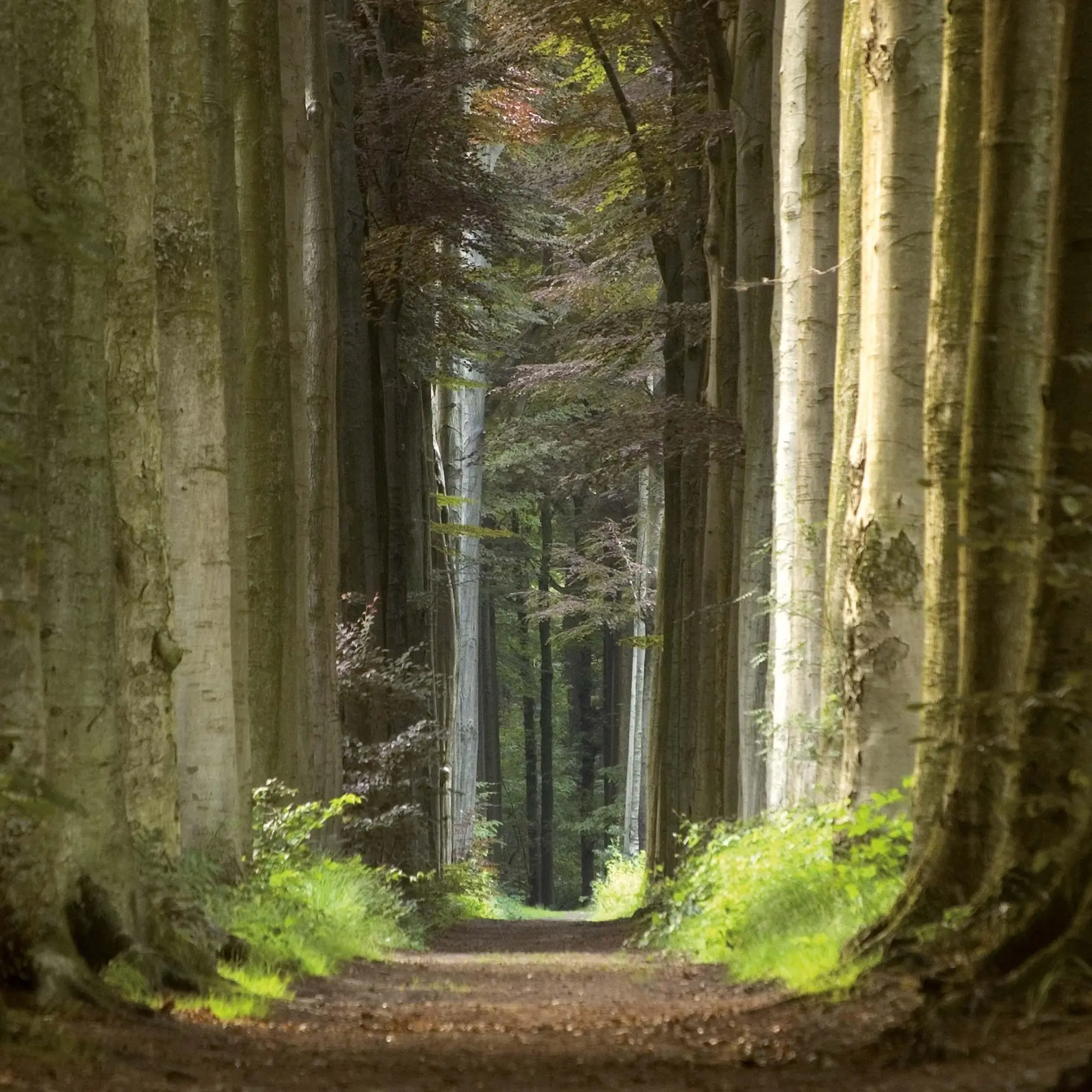 Bild: 9783959295260 | Deep Forest 2026 | Kalender 2026 | Kalender | Wonderful World | 28 S.