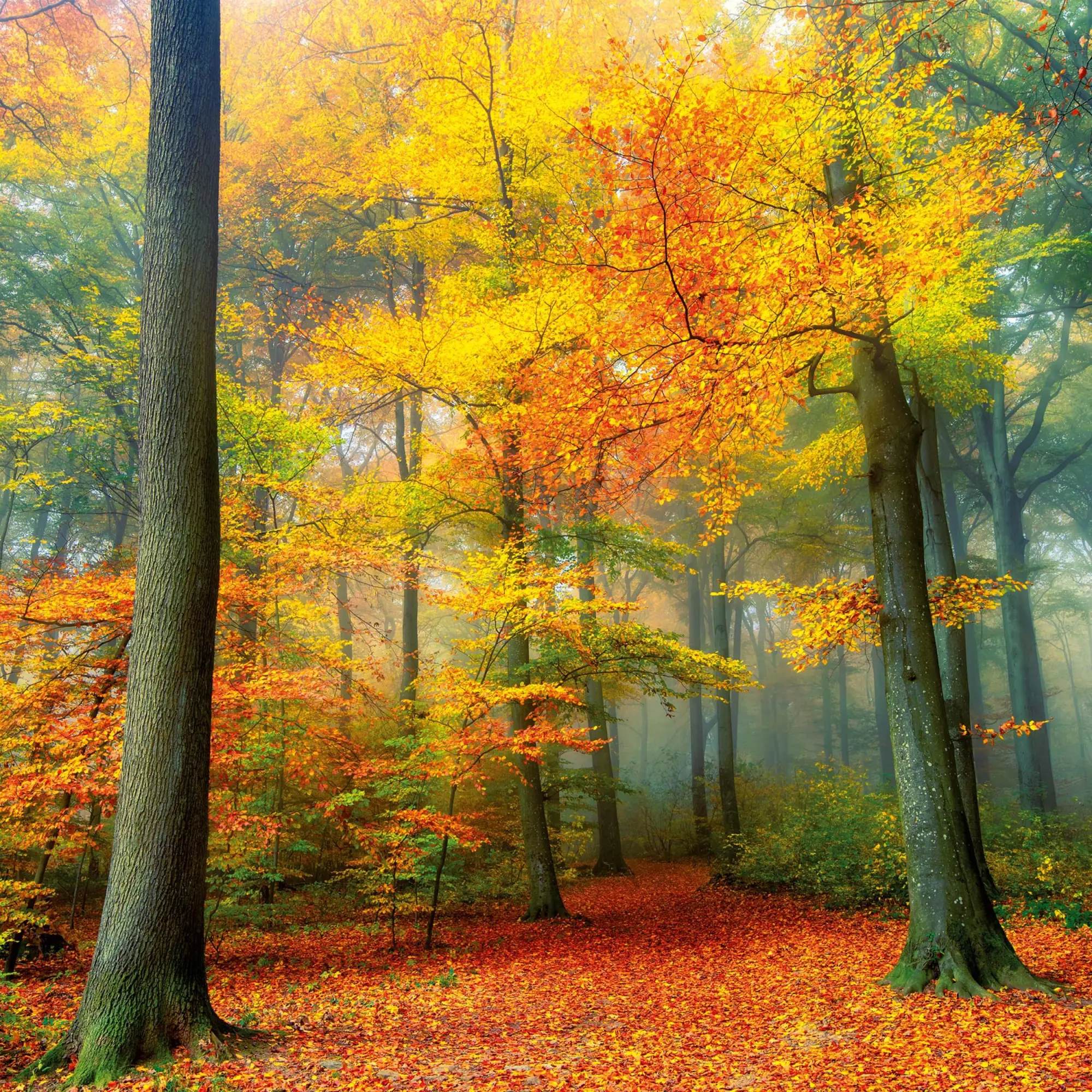 Bild: 9783959295260 | Deep Forest 2026 | Kalender 2026 | Kalender | Wonderful World | 28 S.