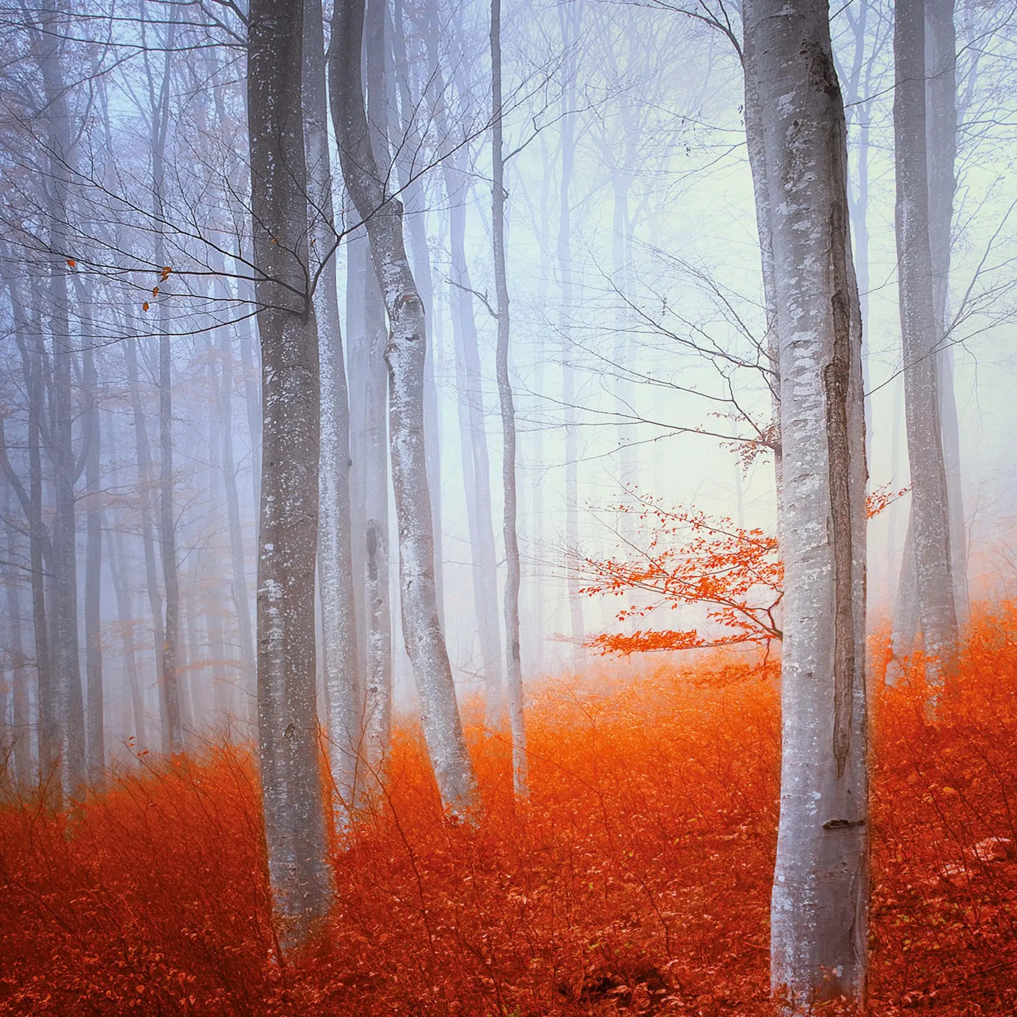 Bild: 9783959295260 | Deep Forest 2026 | Kalender 2026 | Kalender | Wonderful World | 28 S.